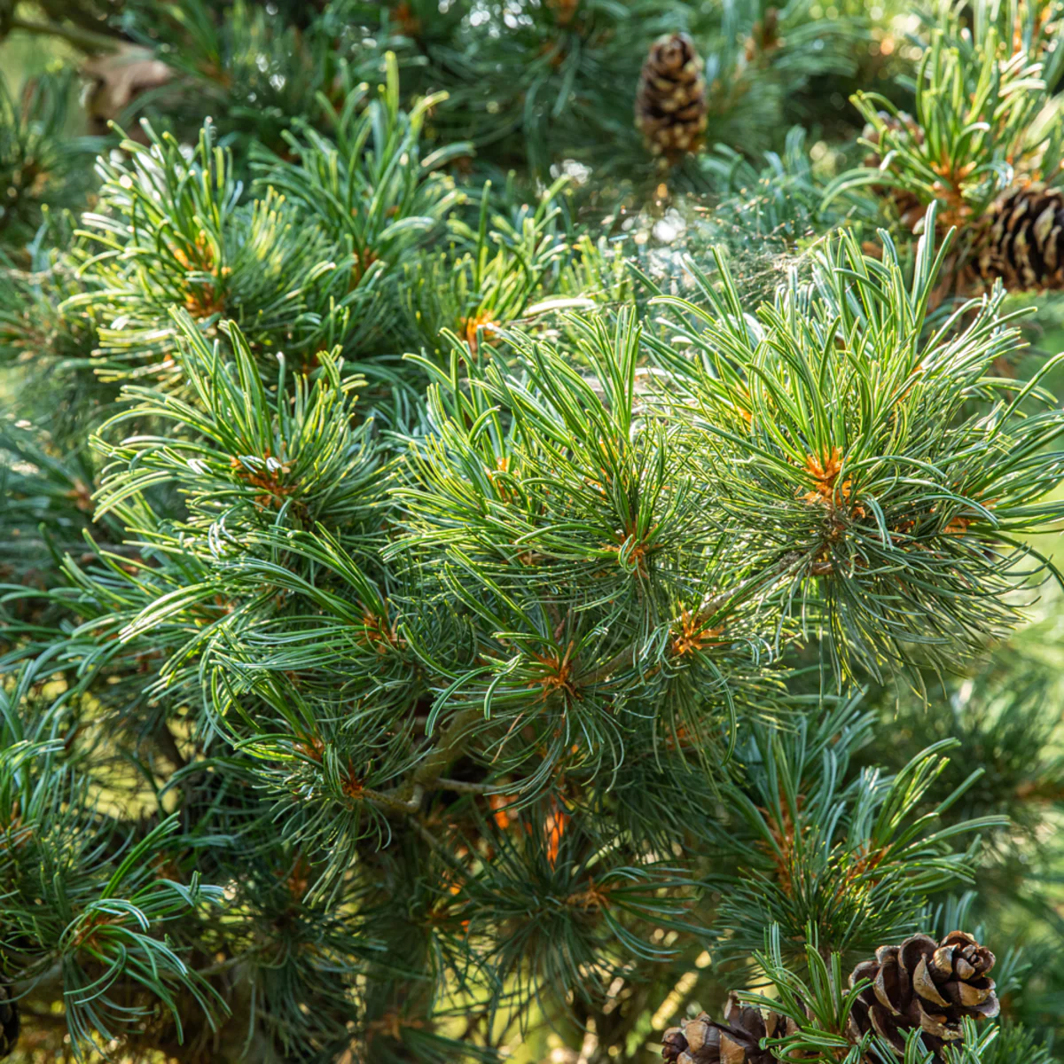 Blaue Mädchenkiefer 'Glauca'