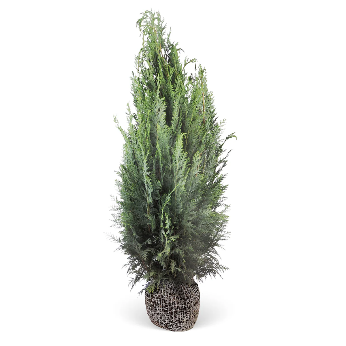 Säulenzypresse-Hecke 'Columnaris' - Image 2