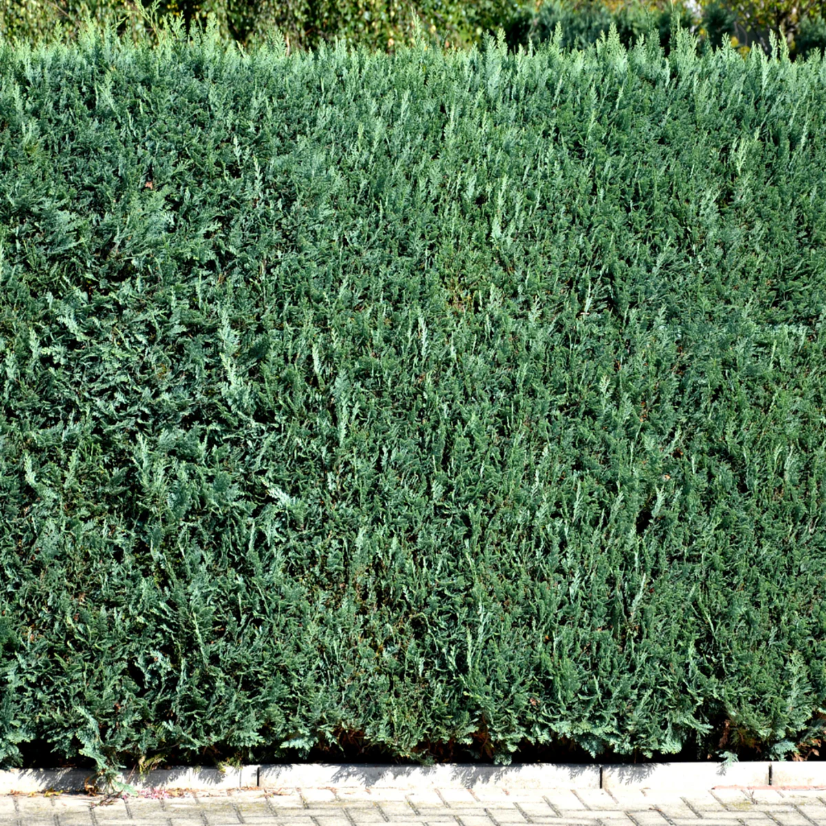 Säulenzypresse-Hecke 'Columnaris' - Image 3