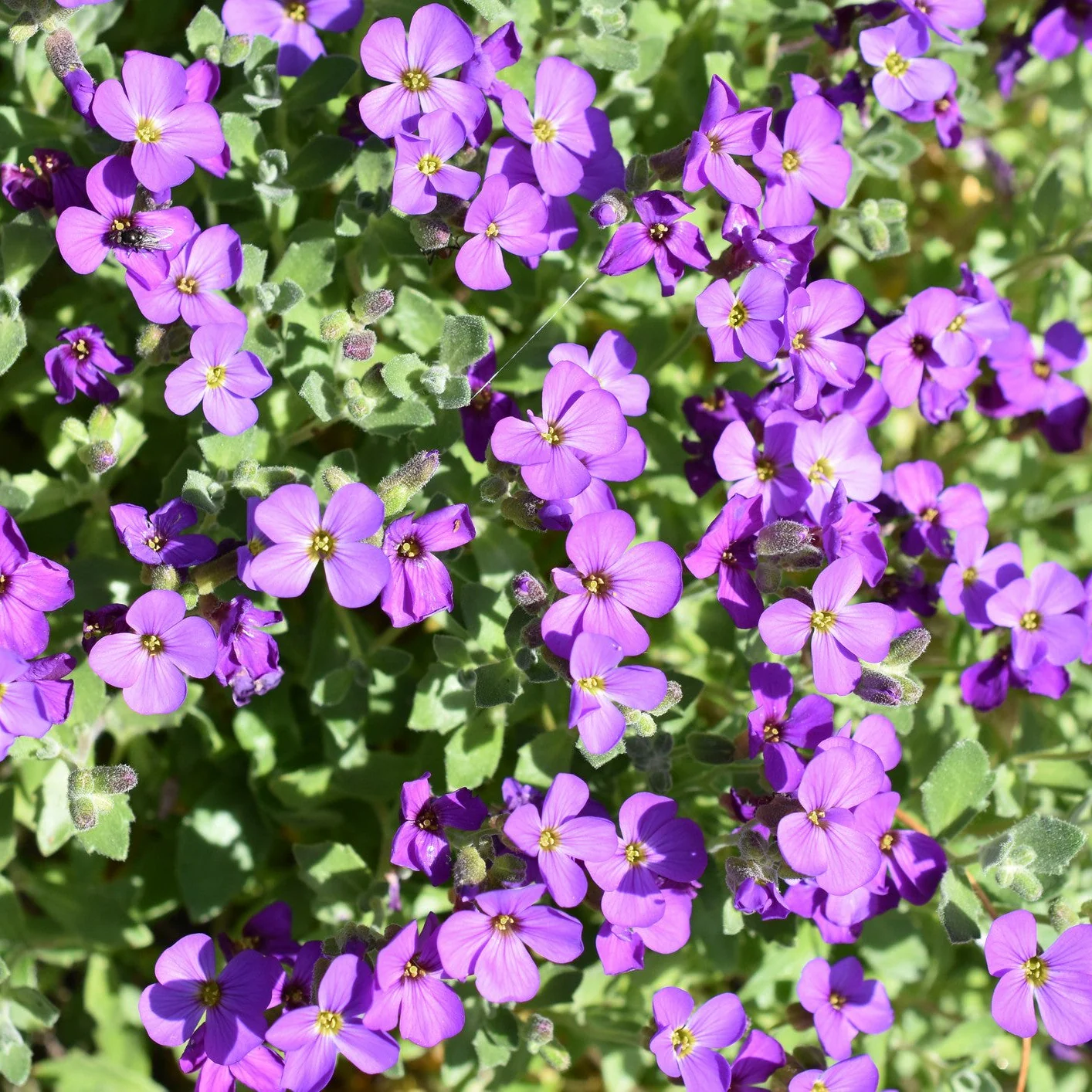 Blaukissen - Image 3