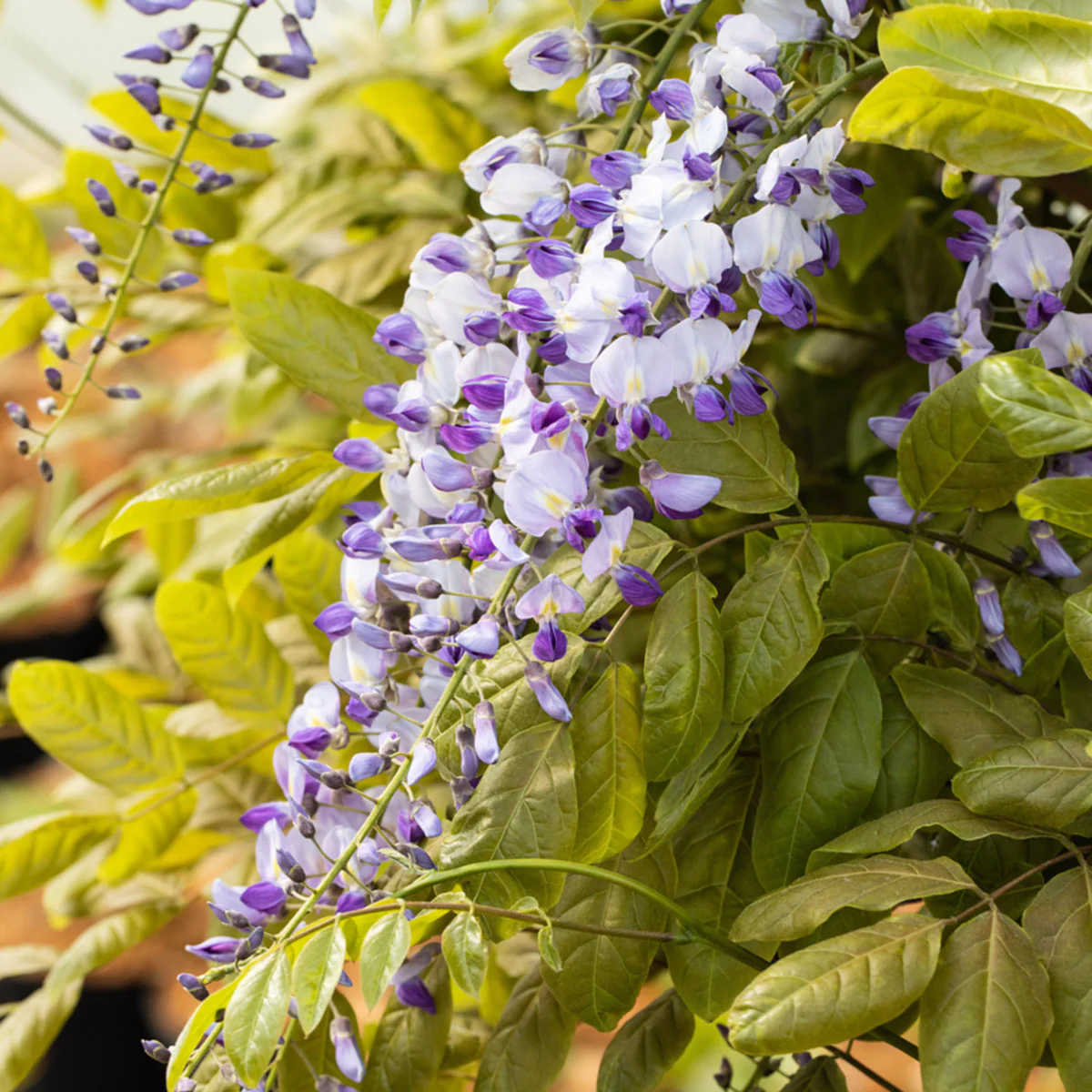 Blauregen 'Macrobotrys'