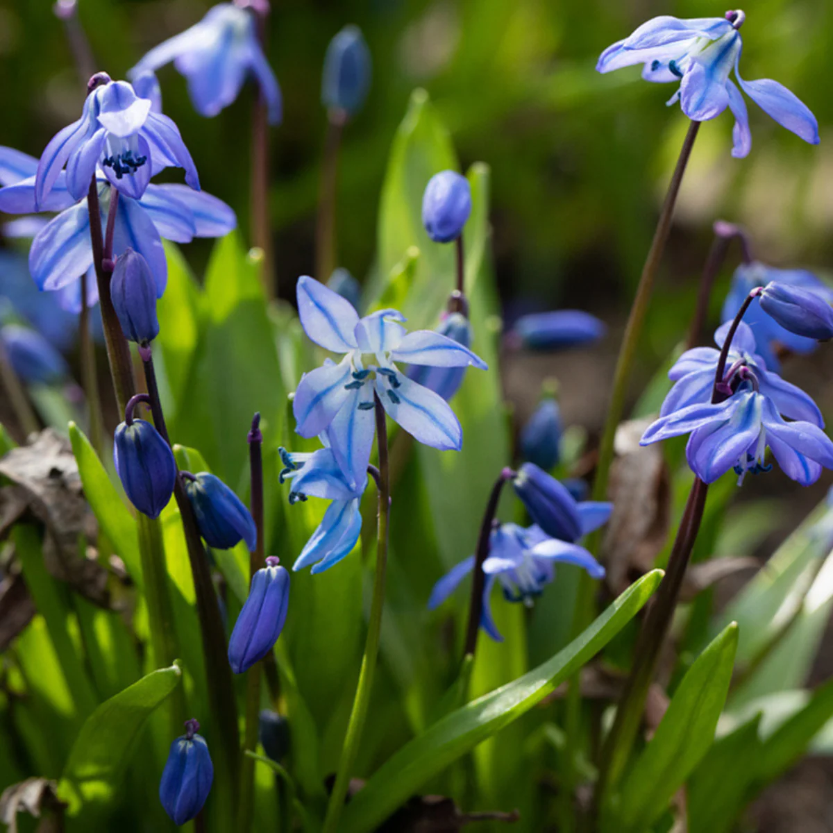 Blausternchen