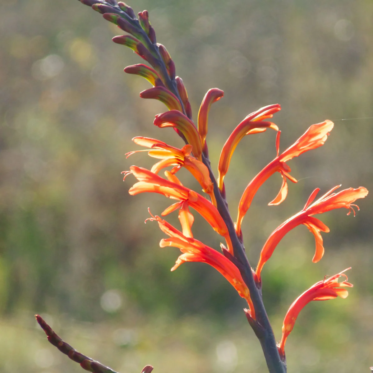 Blumenzwiebel-Mix "Tropisches Gefühl", 16 Zwiebeln - Image 4