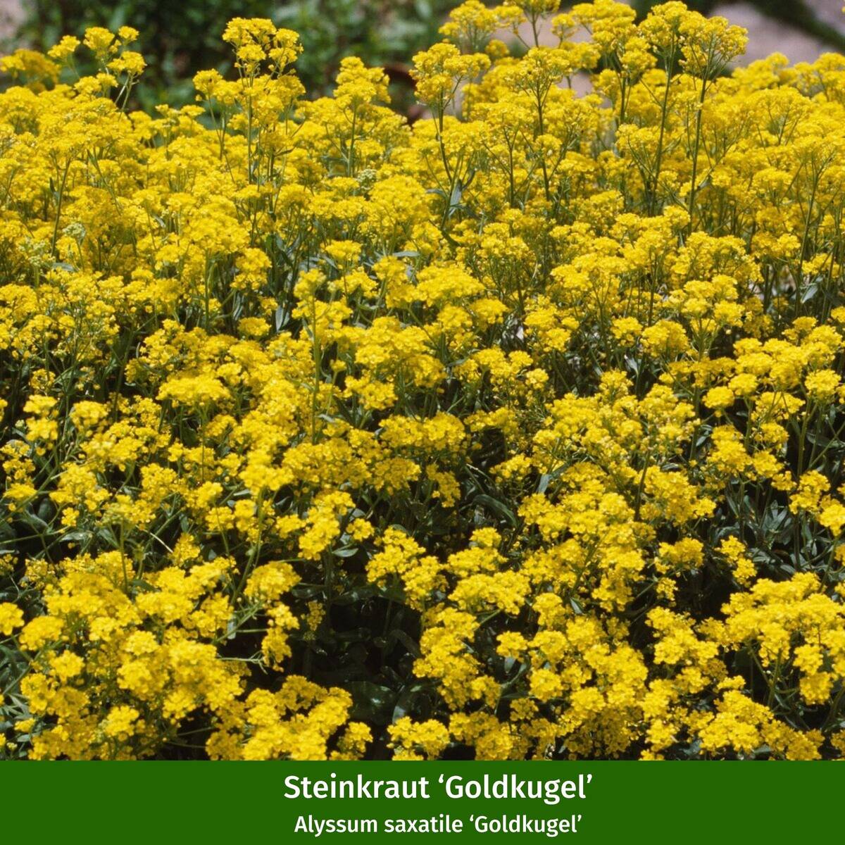 Bodendecker-Set “Blütenzauber im Steingarten“ - Image 2
