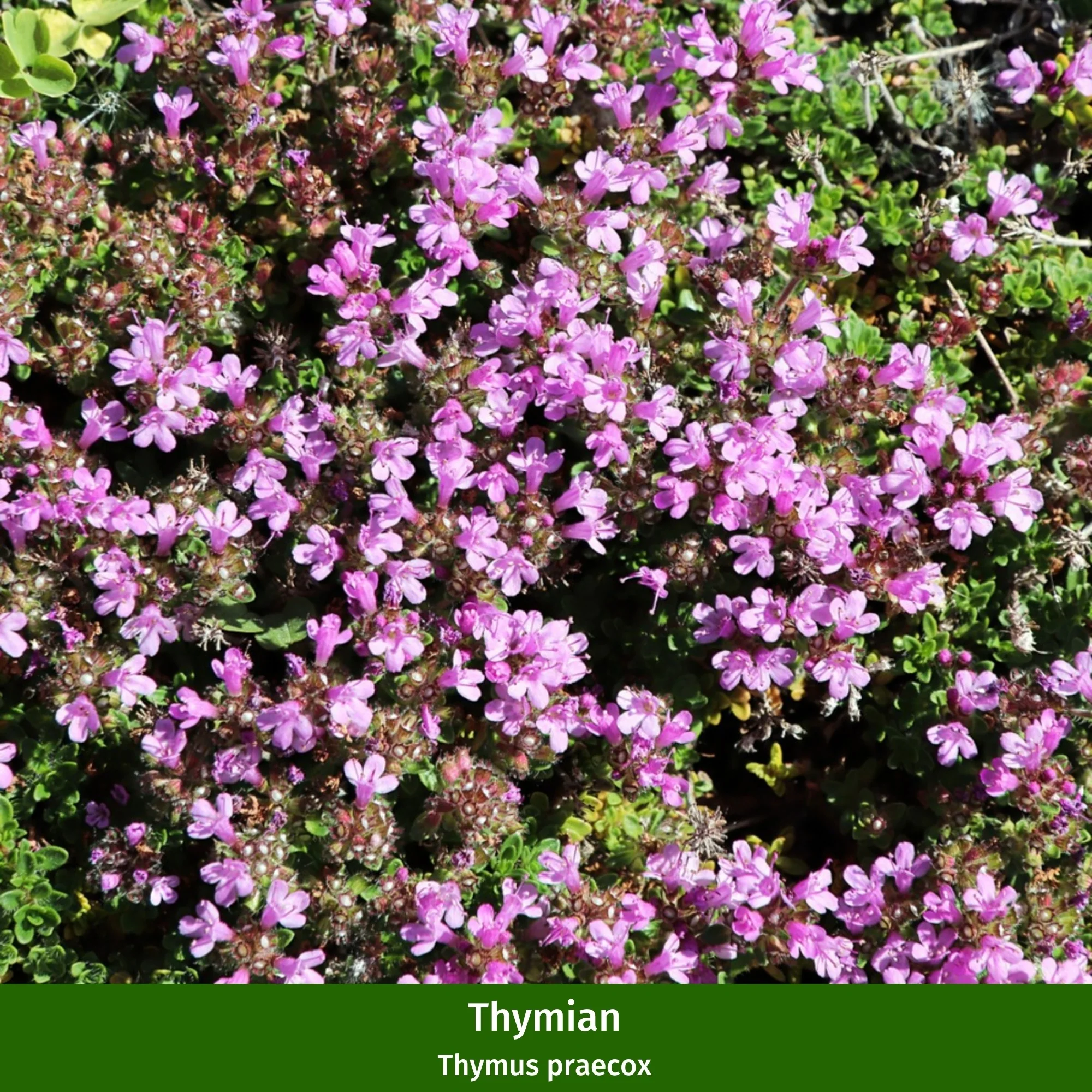 Bodendecker-Set "Duftender Thymian" - Image 5