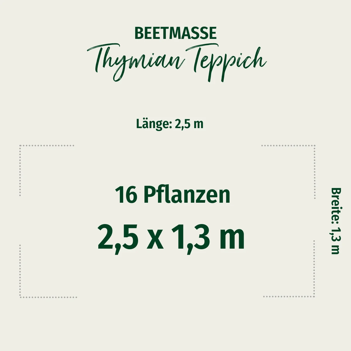 Bodendecker-Set "Thymian Teppich" - Image 2