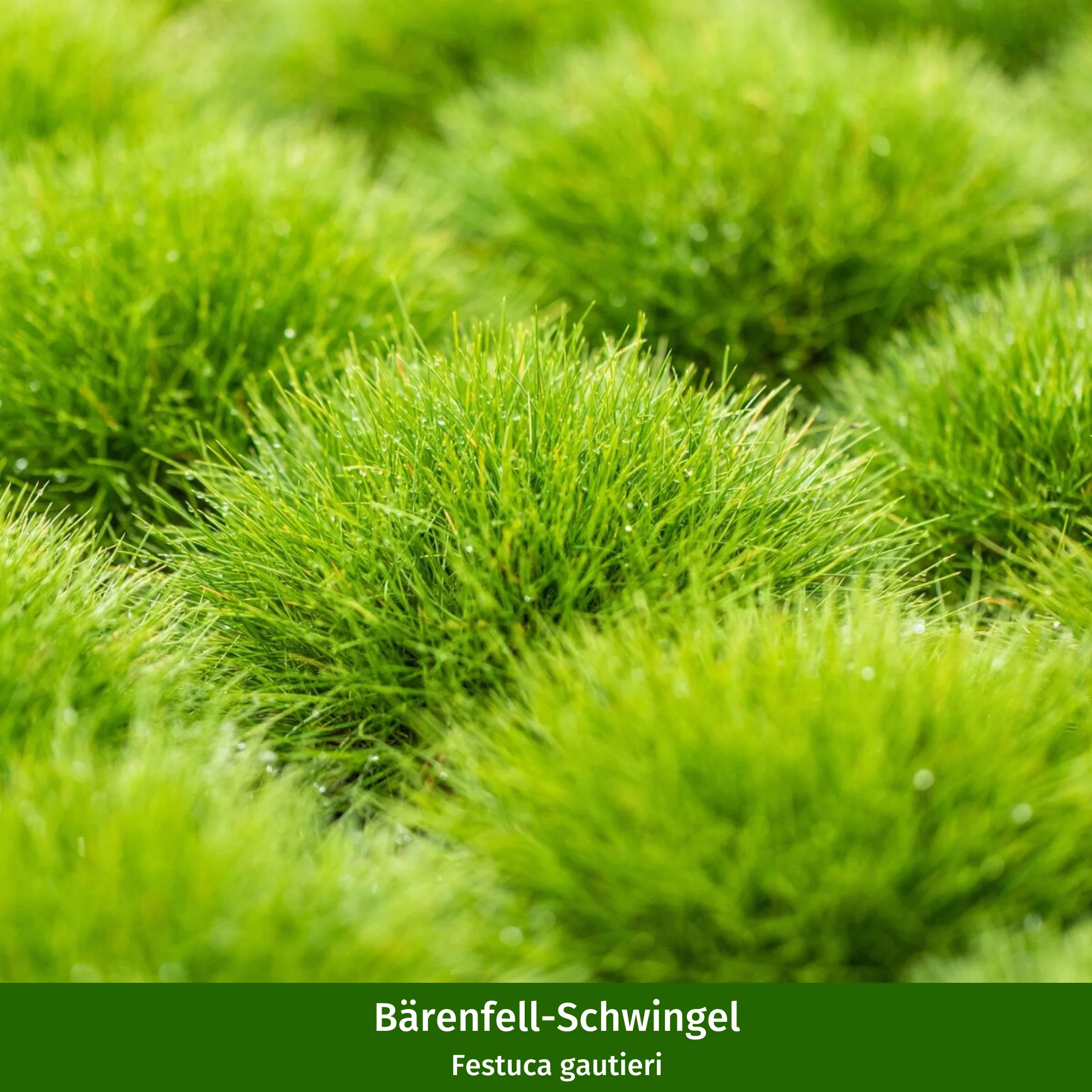 Bodendeckergräser "Sonnenteppich" - Image 6