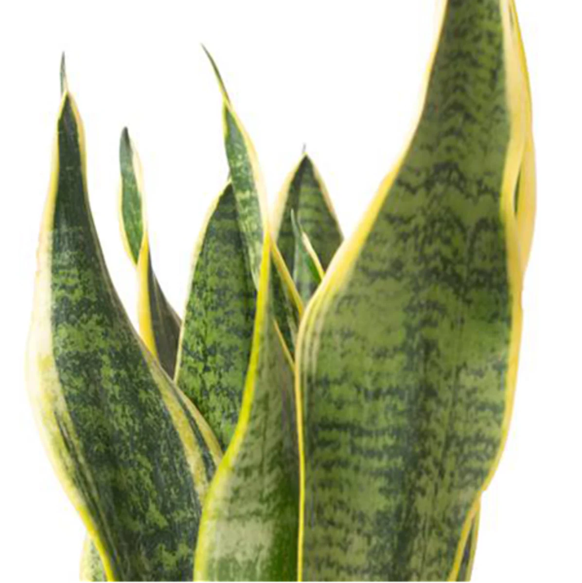 Bogenhanf 'Superba' - Image 4
