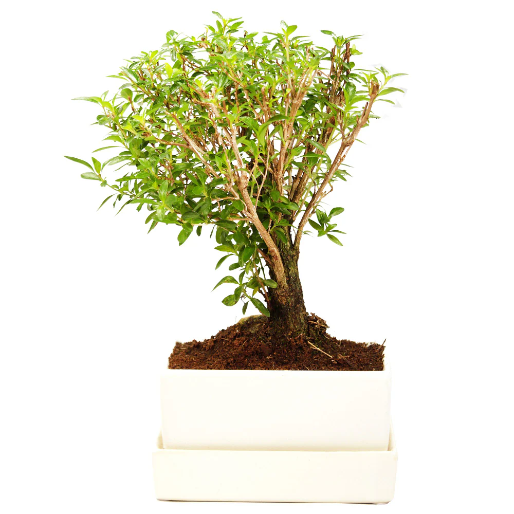 Bonsai-Serissa im Keramiktopf mit Wasserspeicher - Image 3