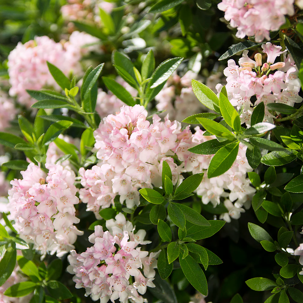 Buchsbaum-Ersatz 'Bloombux®' Kugel - Image 2