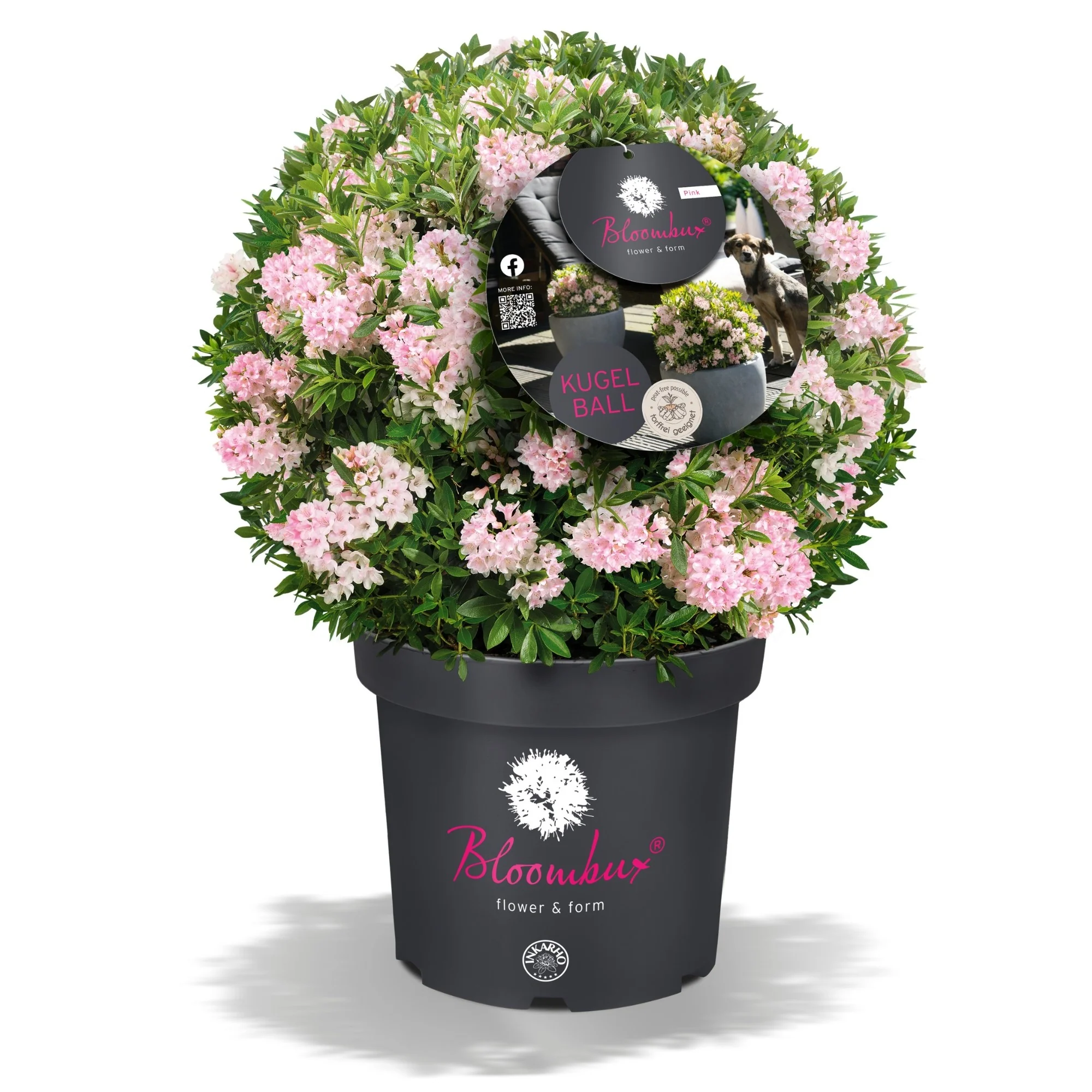 Buchsbaum-Ersatz 'Bloombux®' Kugel - Image 3