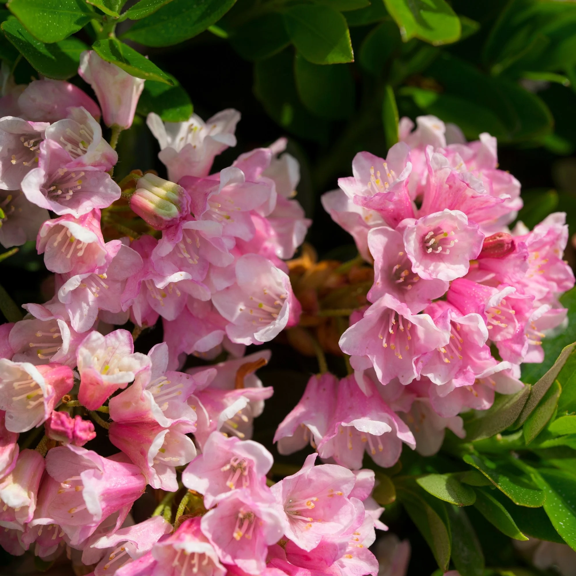 Buchsbaum-Ersatz 'Bloombux®' Kugel - Image 4
