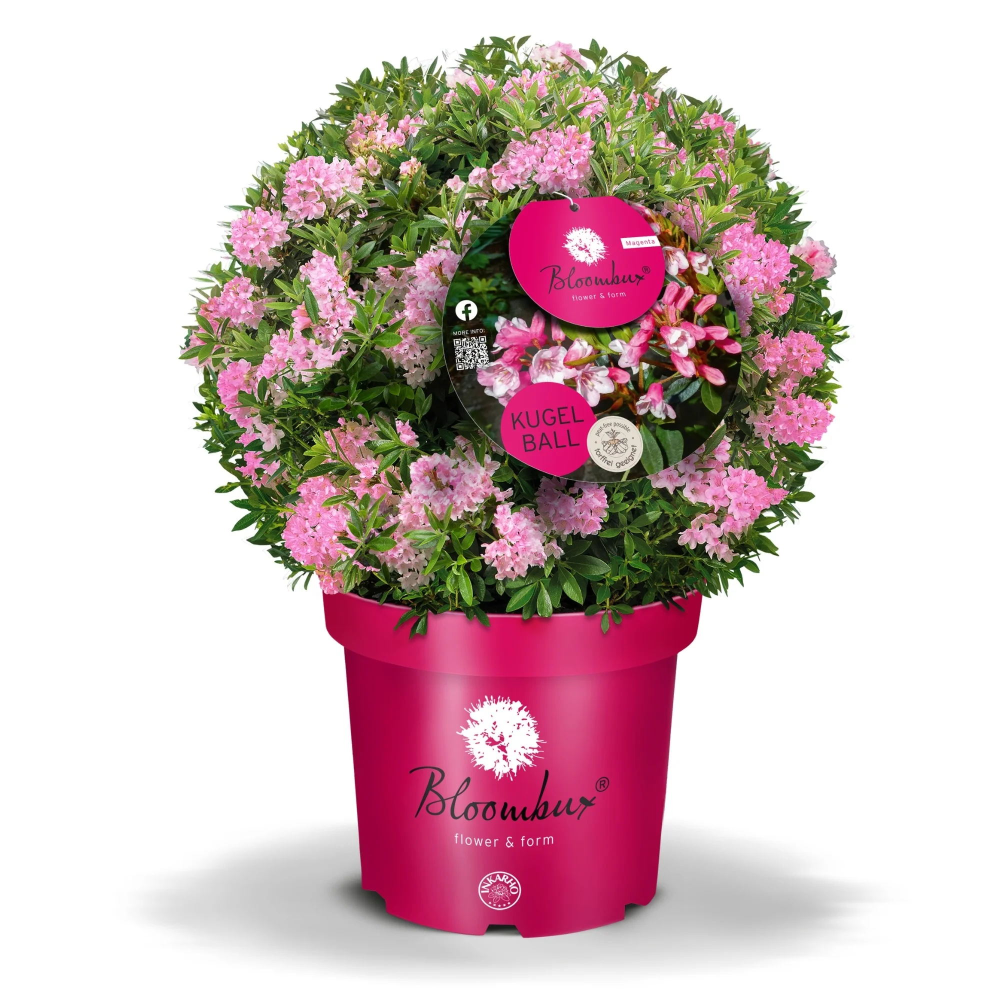 Buchsbaum-Ersatz 'Bloombux®' Kugel - Image 5