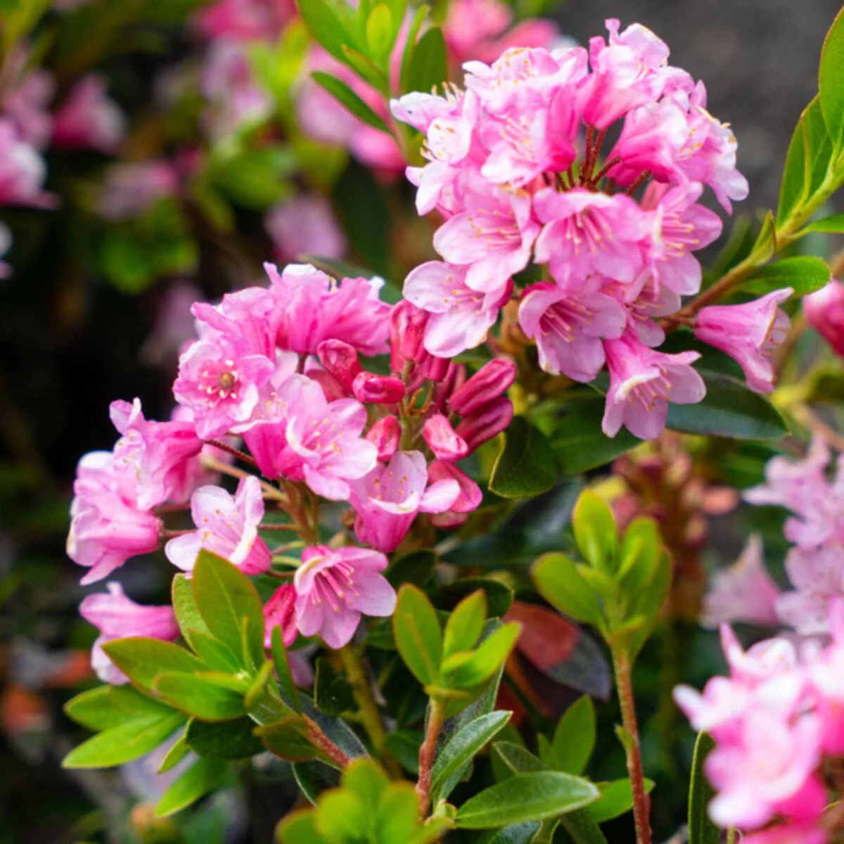 Buchsbaum-Ersatz 'Bloombux®' Busch - Image 3
