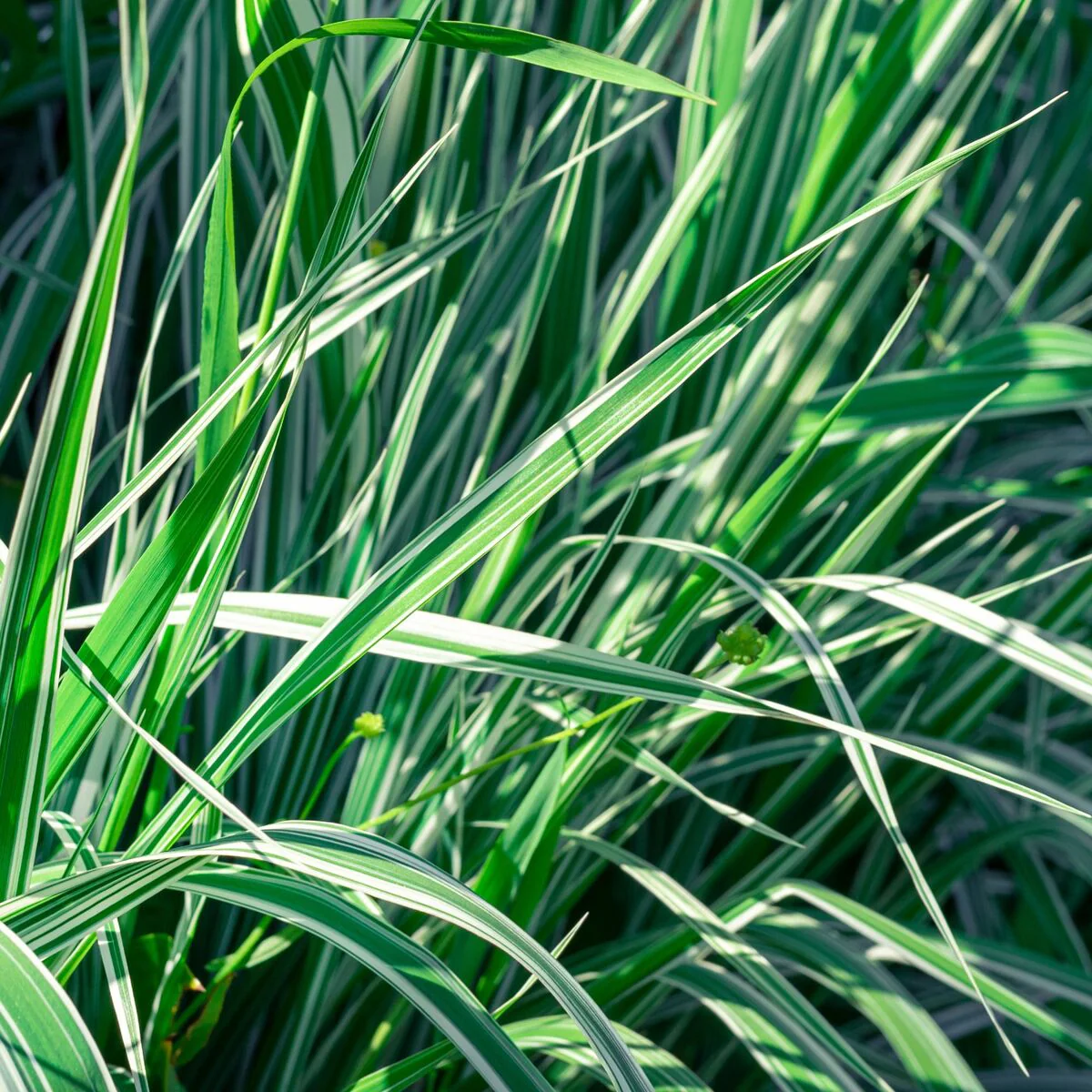 Buntes Reitgras 'Overdam'