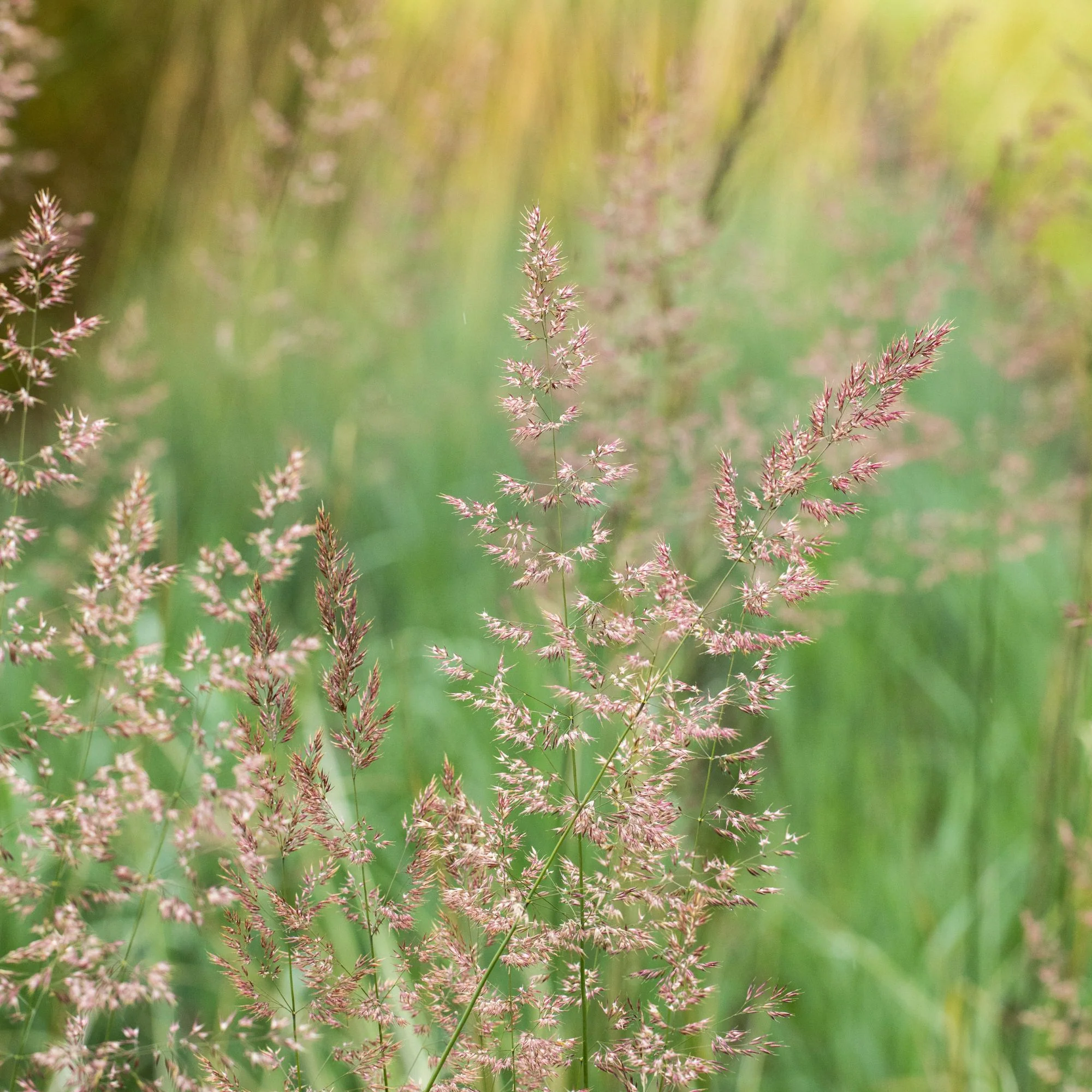Buntes Reitgras 'Overdam' - Image 3