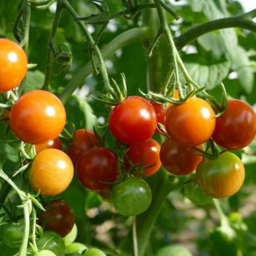 Cherrytomate 'Pepe', F1