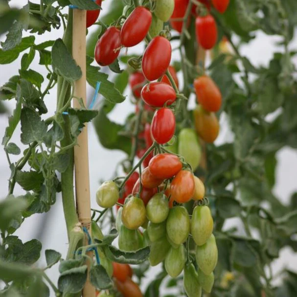 Cherrytomate 'Trilly', F1, veredelt