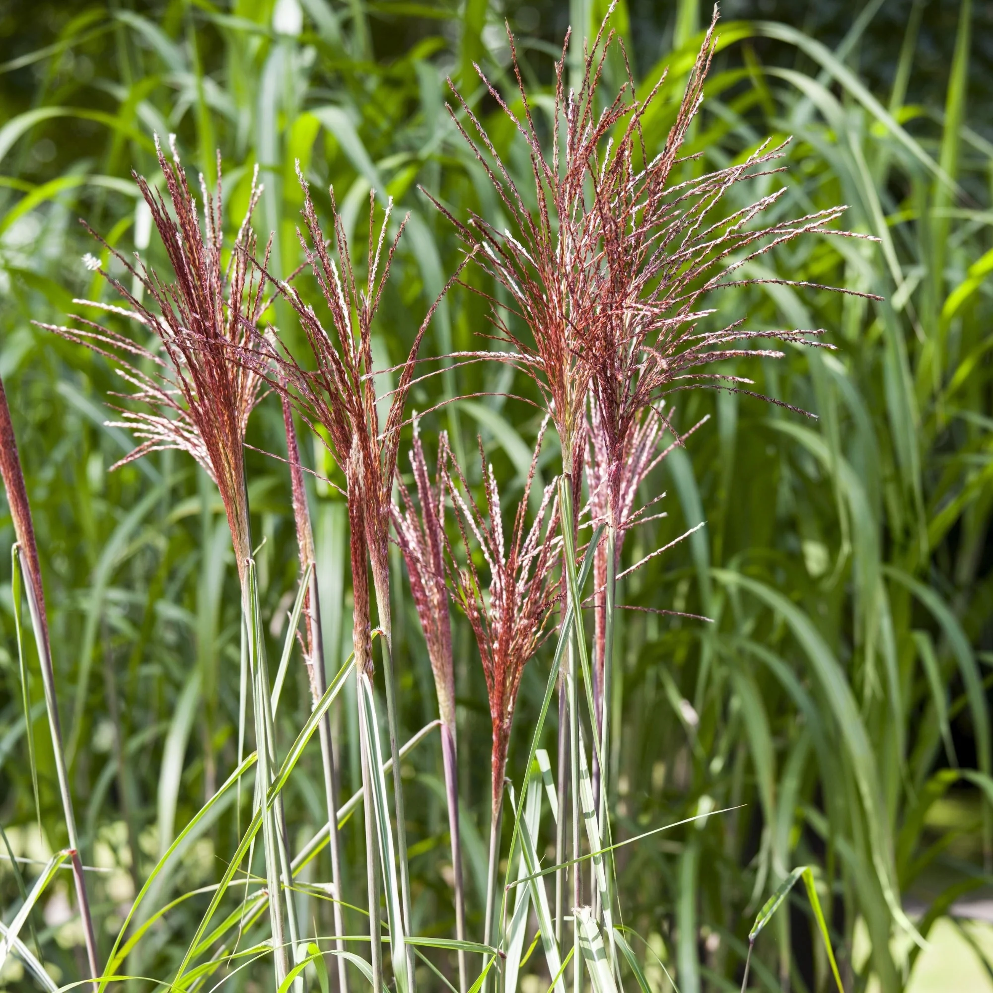 Chinaschilf 'Rotfeder' - Image 2