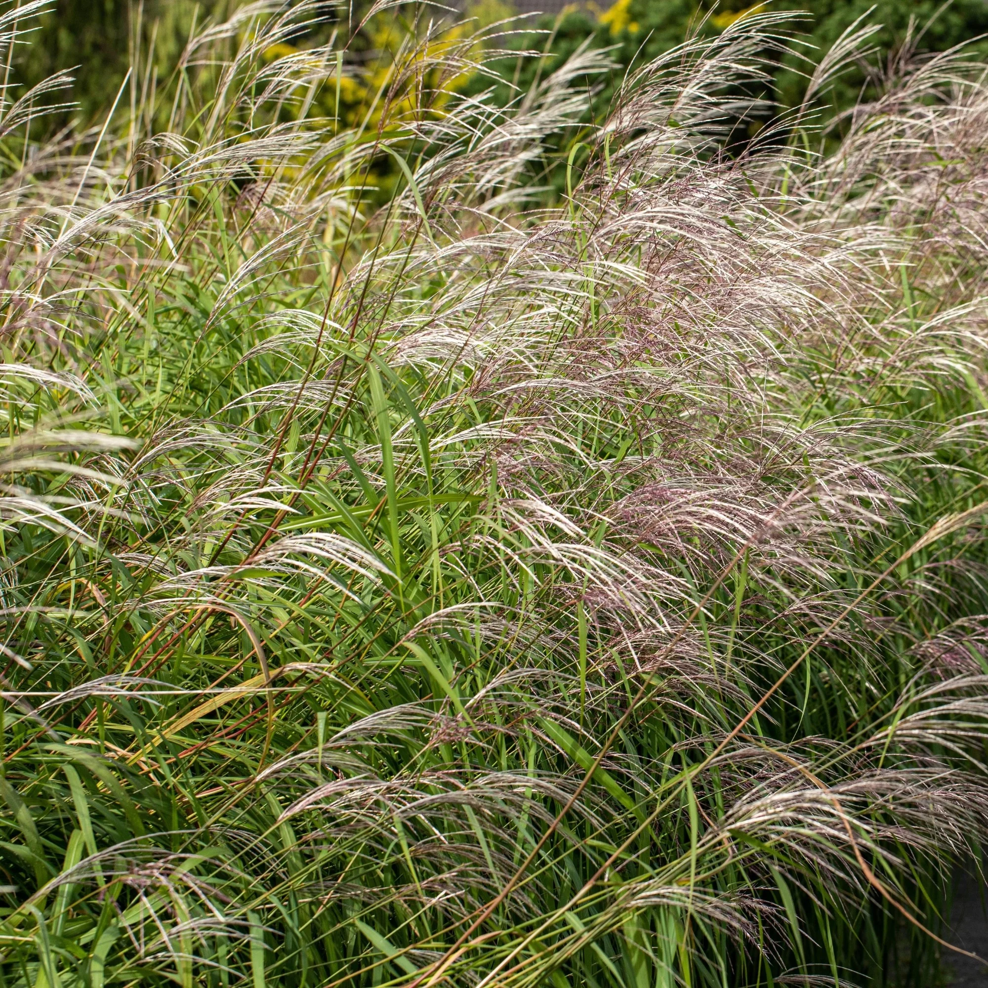 Chinaschilf 'Silberfeder'