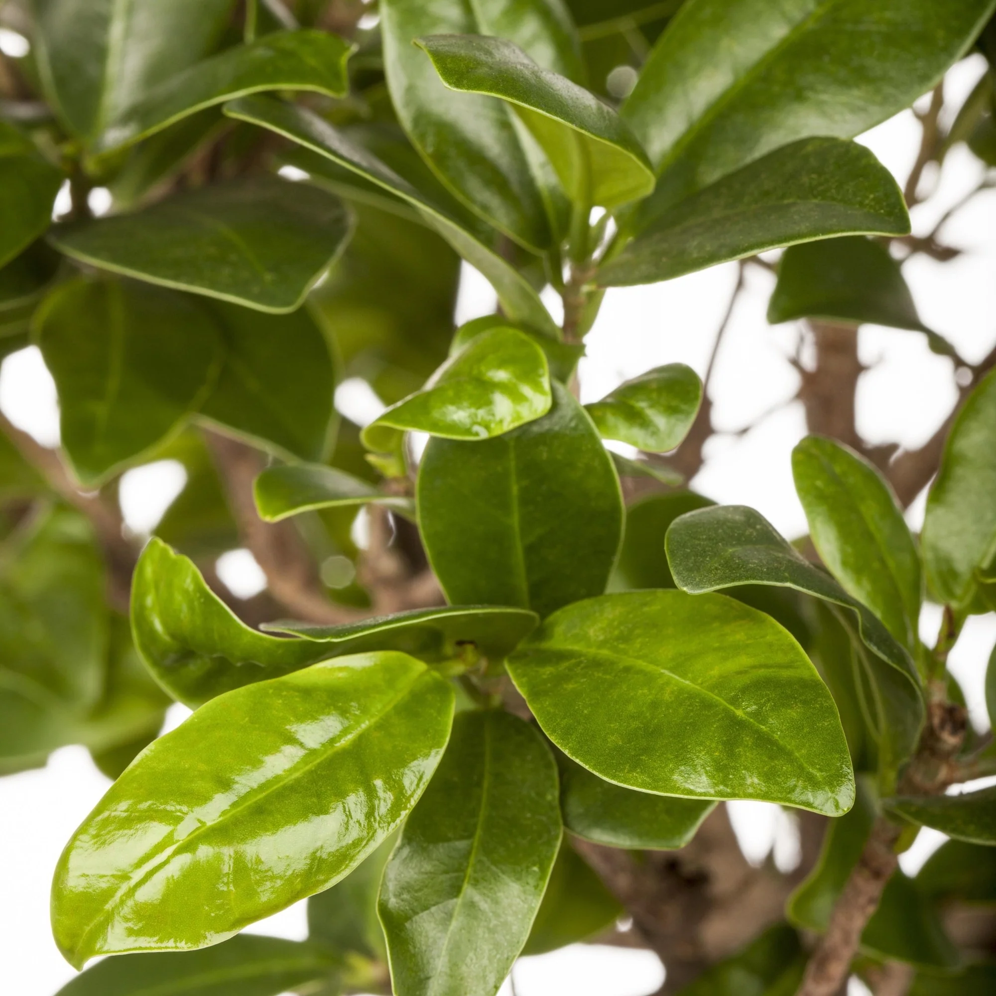 Chinesische Feige 'Ginseng' - Image 3