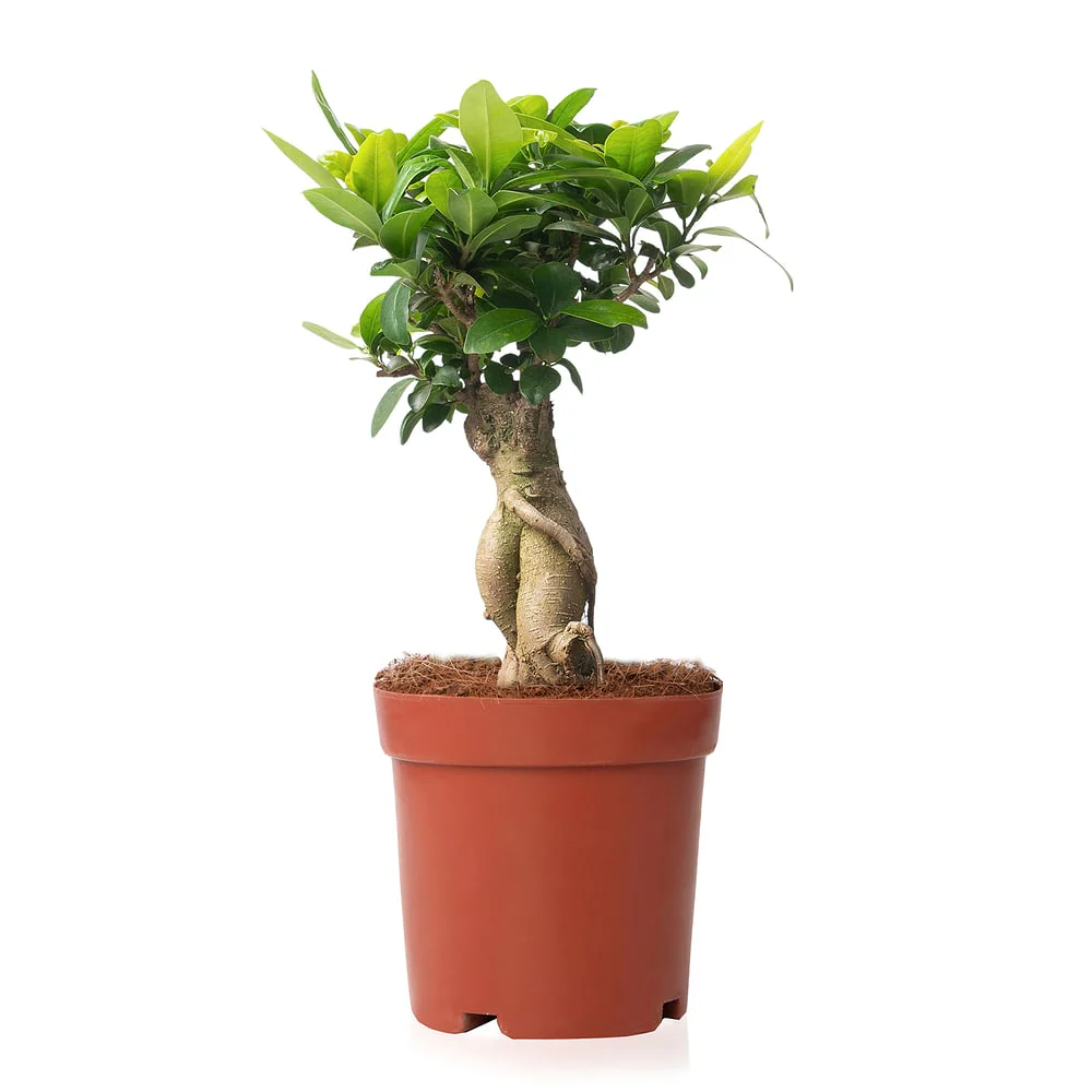 Chinesische Feige 'Ginseng' - Image 4