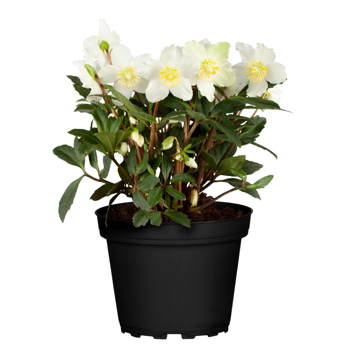 Christrose - Image 2