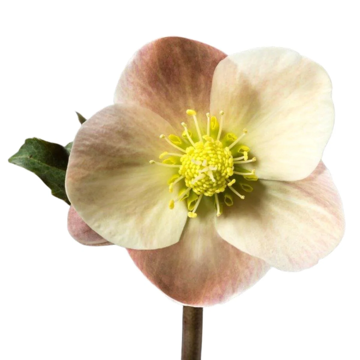 Christrose 'HGC® Maestro' - Image 2