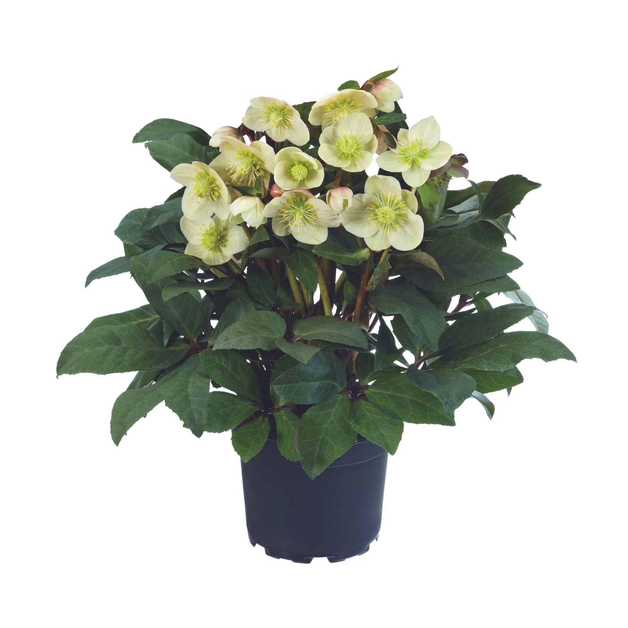 Christrose 'HGC® Snow Dance'