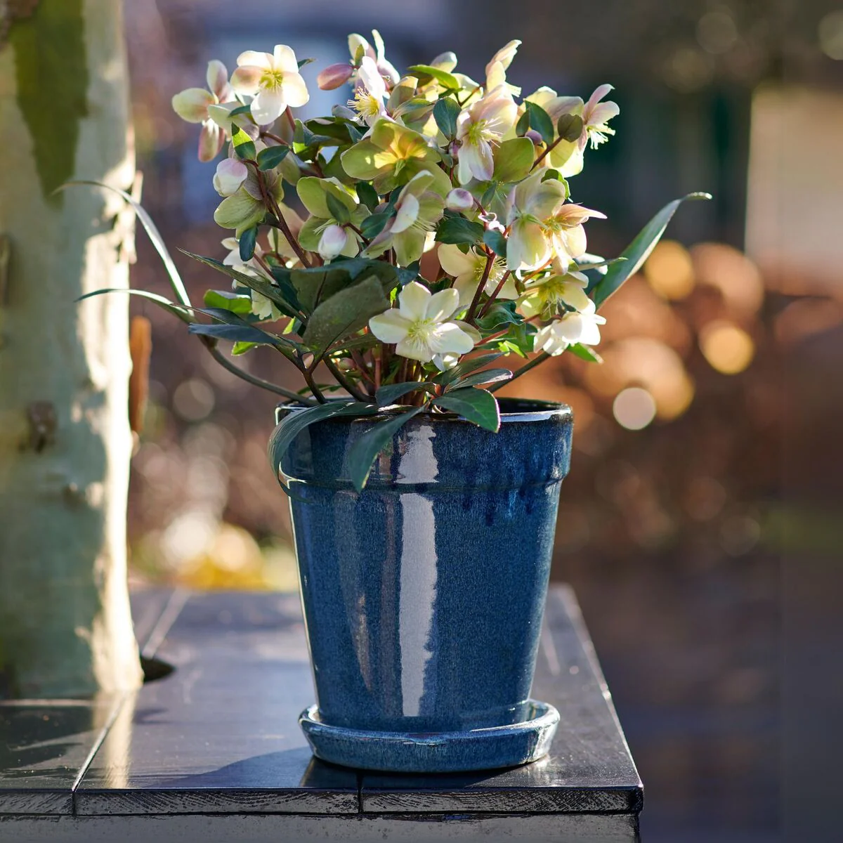 Christrose 'ViV® Valeria'