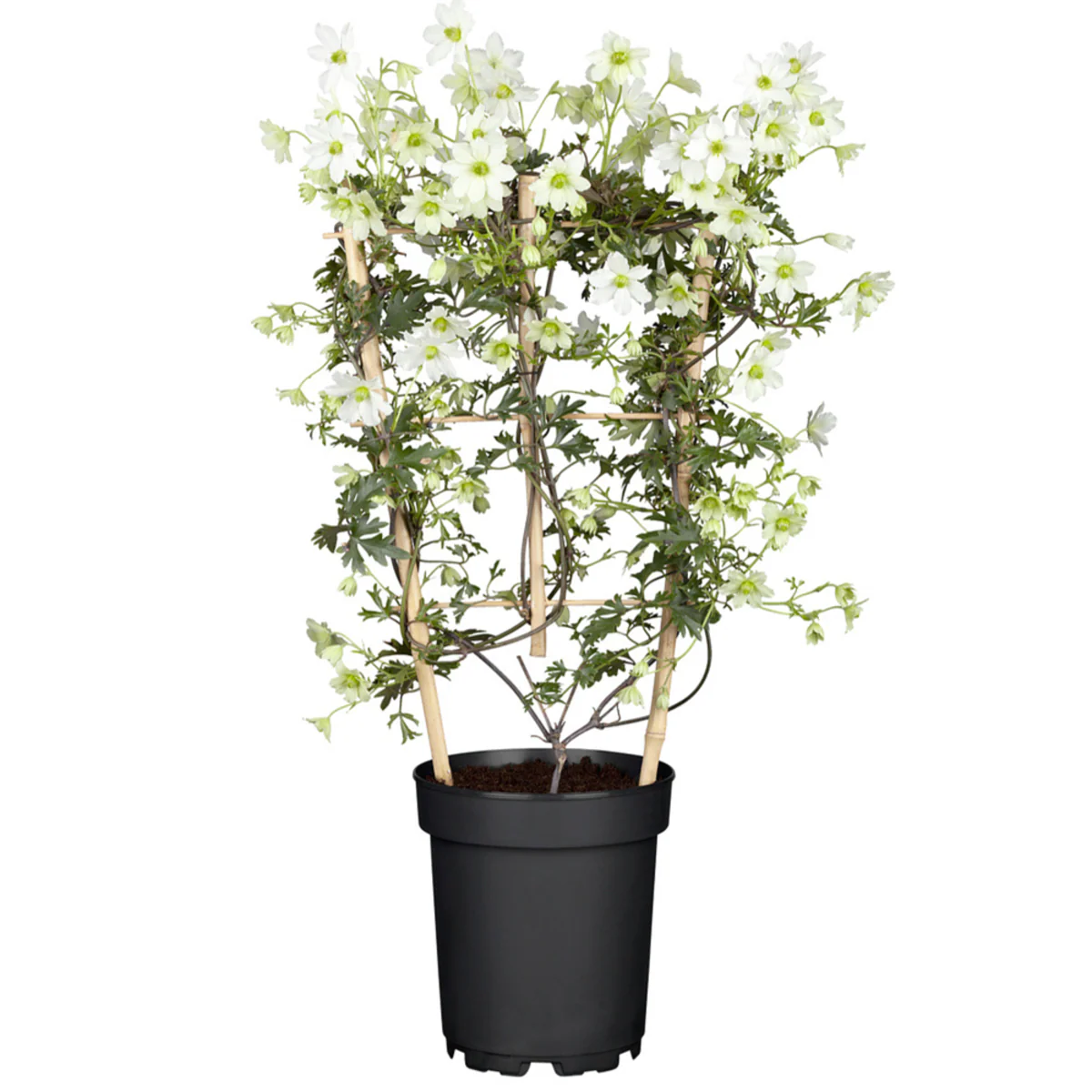 Clematis 'Early Sensation' - Image 2