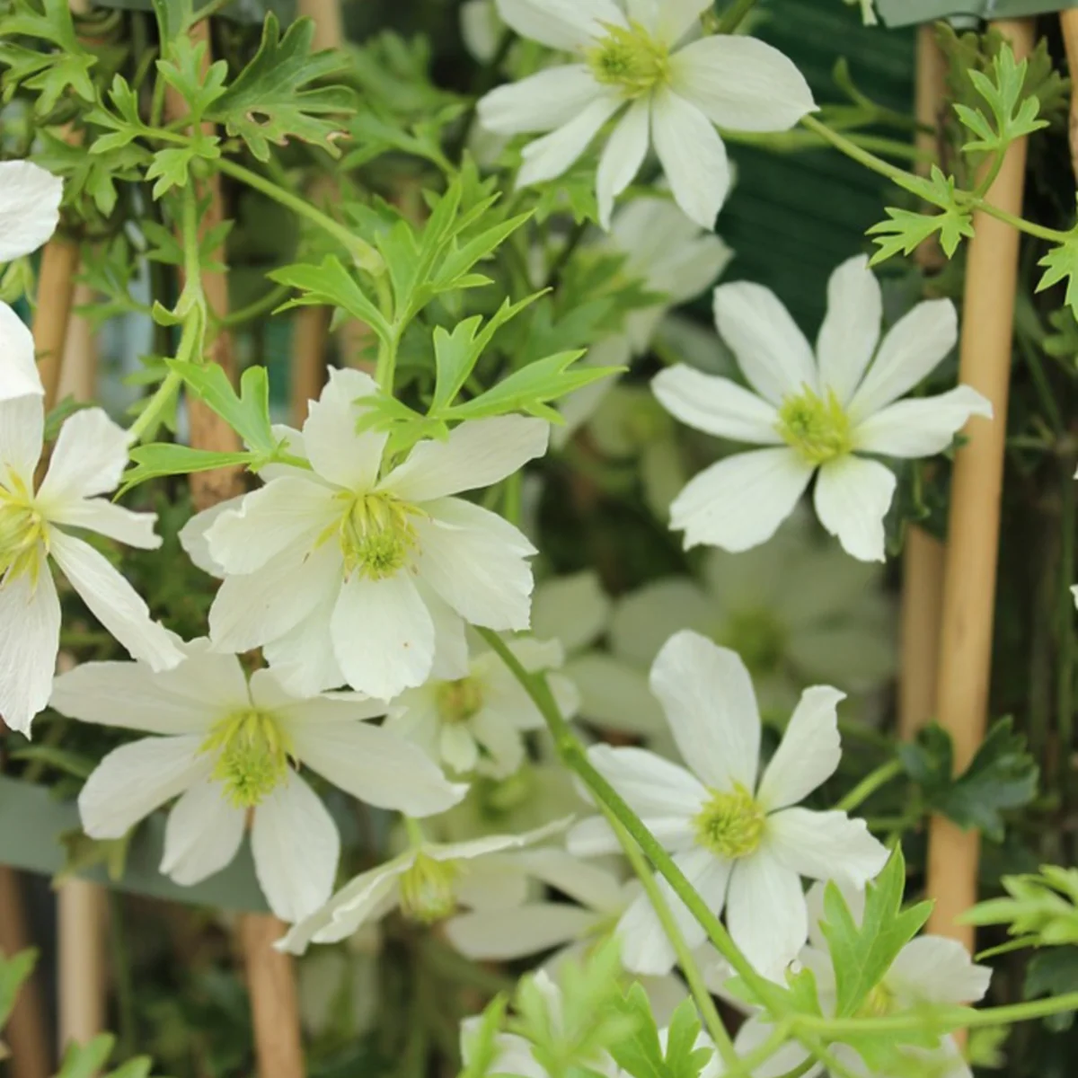 Clematis 'Early Sensation' - Image 3