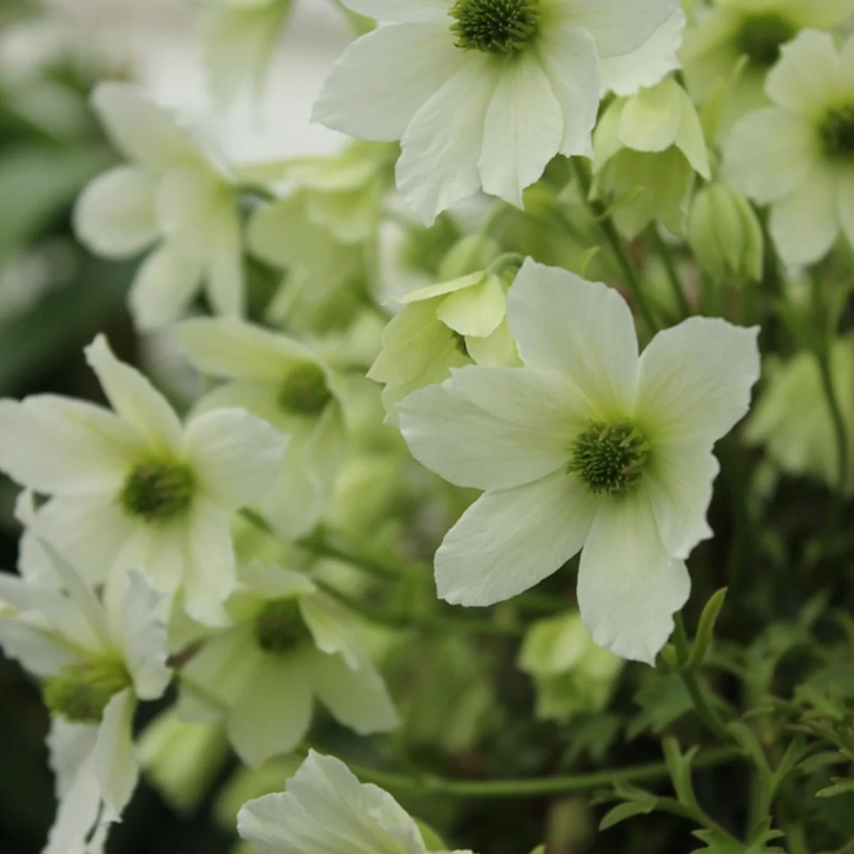 Clematis 'Early Sensation' - Image 4