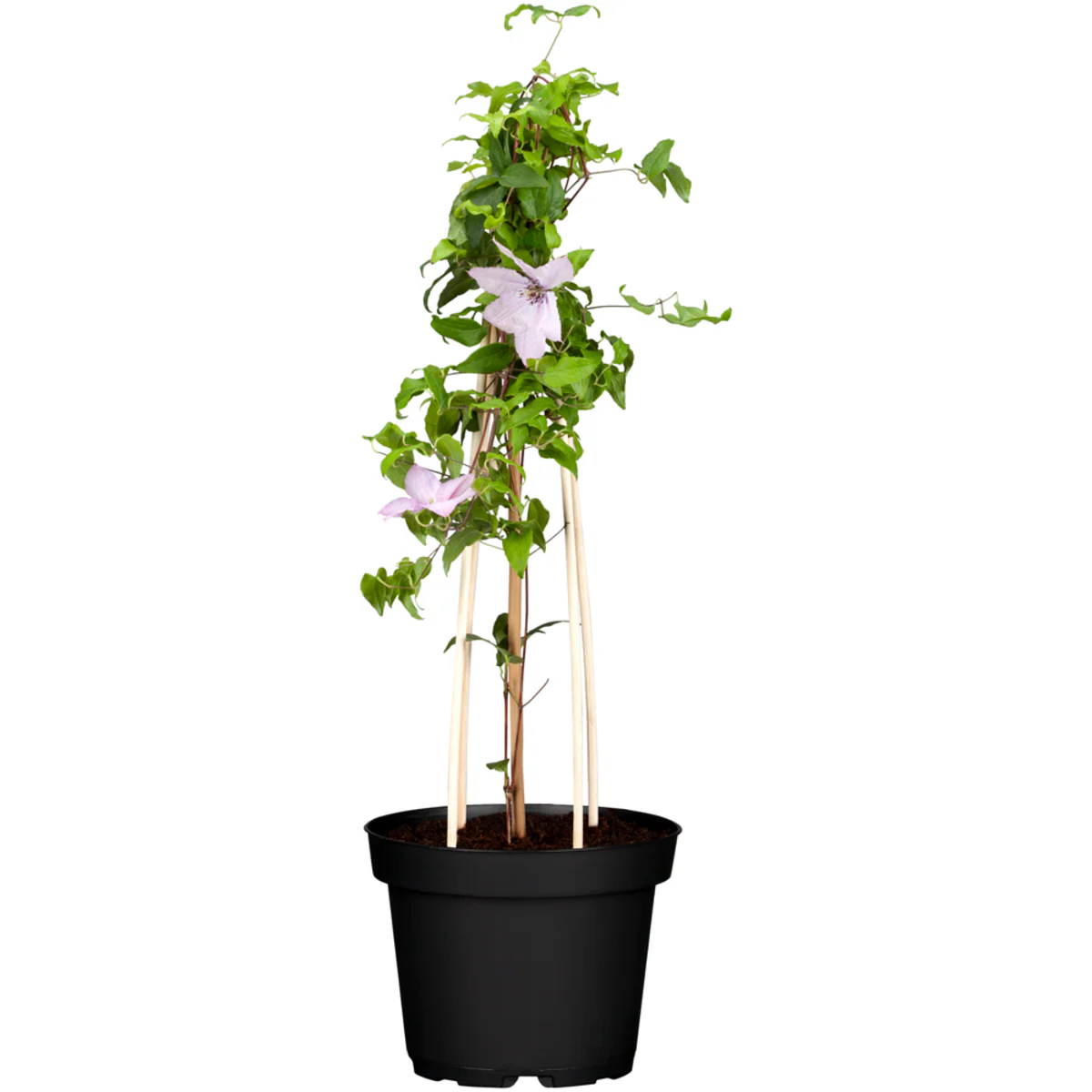 Clematis 'Hagley Hybrid' - Image 2