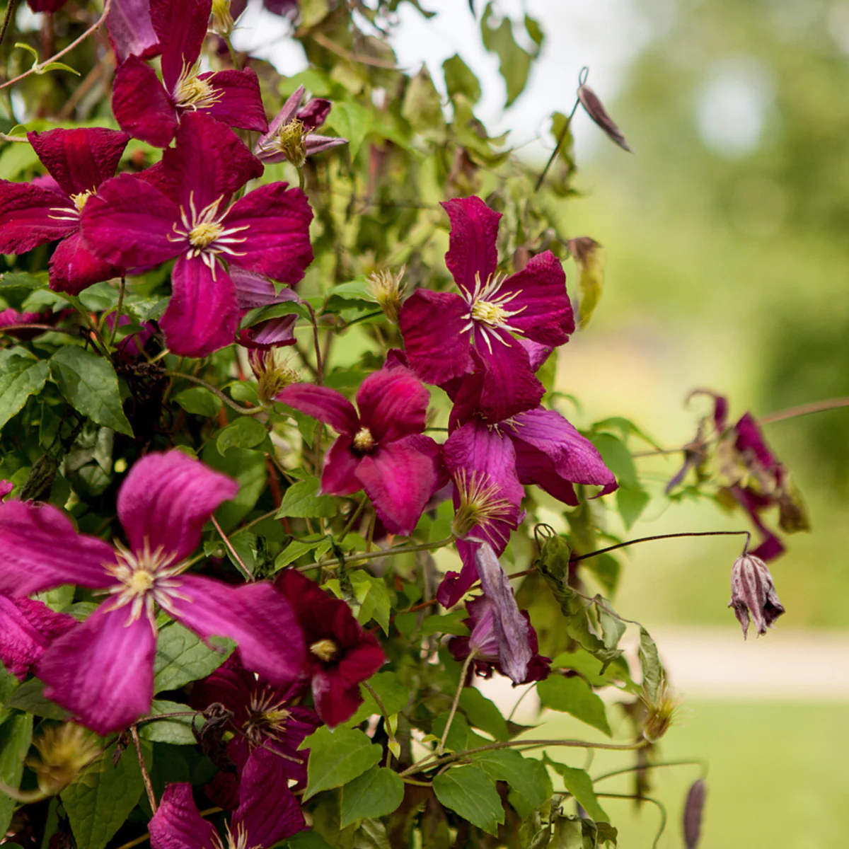 Clematis 'Madame Julia Correvon'