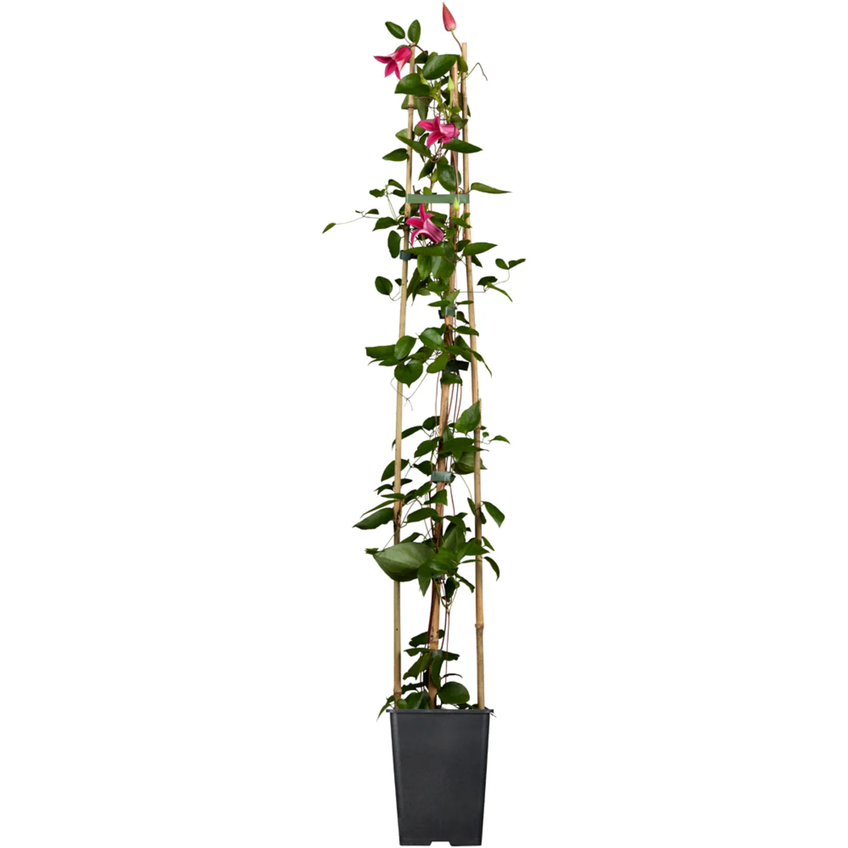Clematis 'Princess Diana' - Image 2