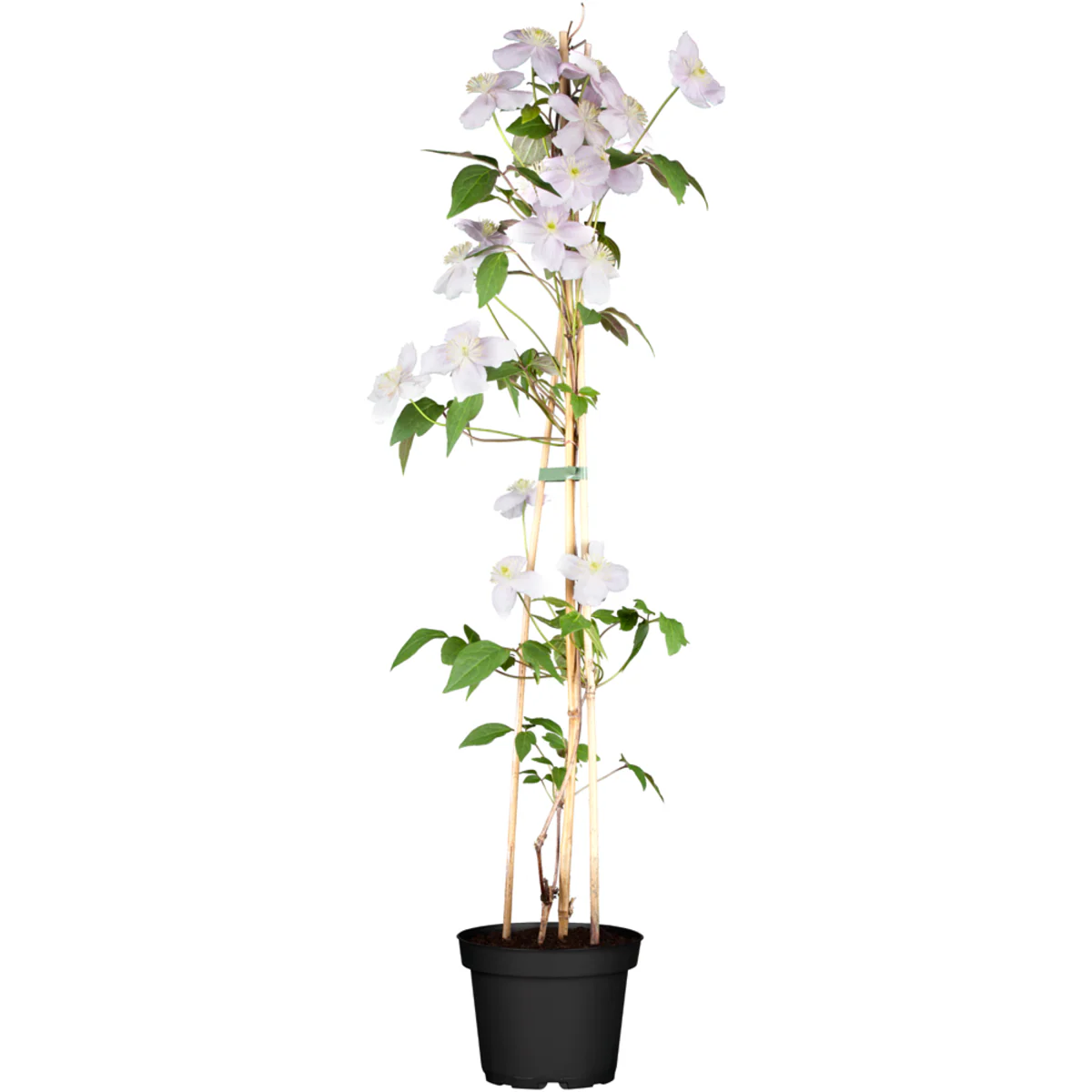 Clematis 'Rubens' - Image 2