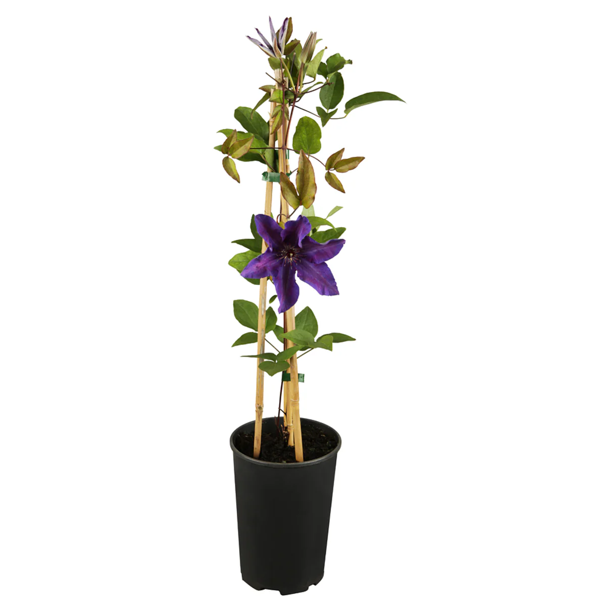 Clematis 'The President' - Image 2