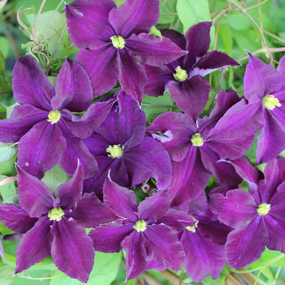 Clematis 'Viola'