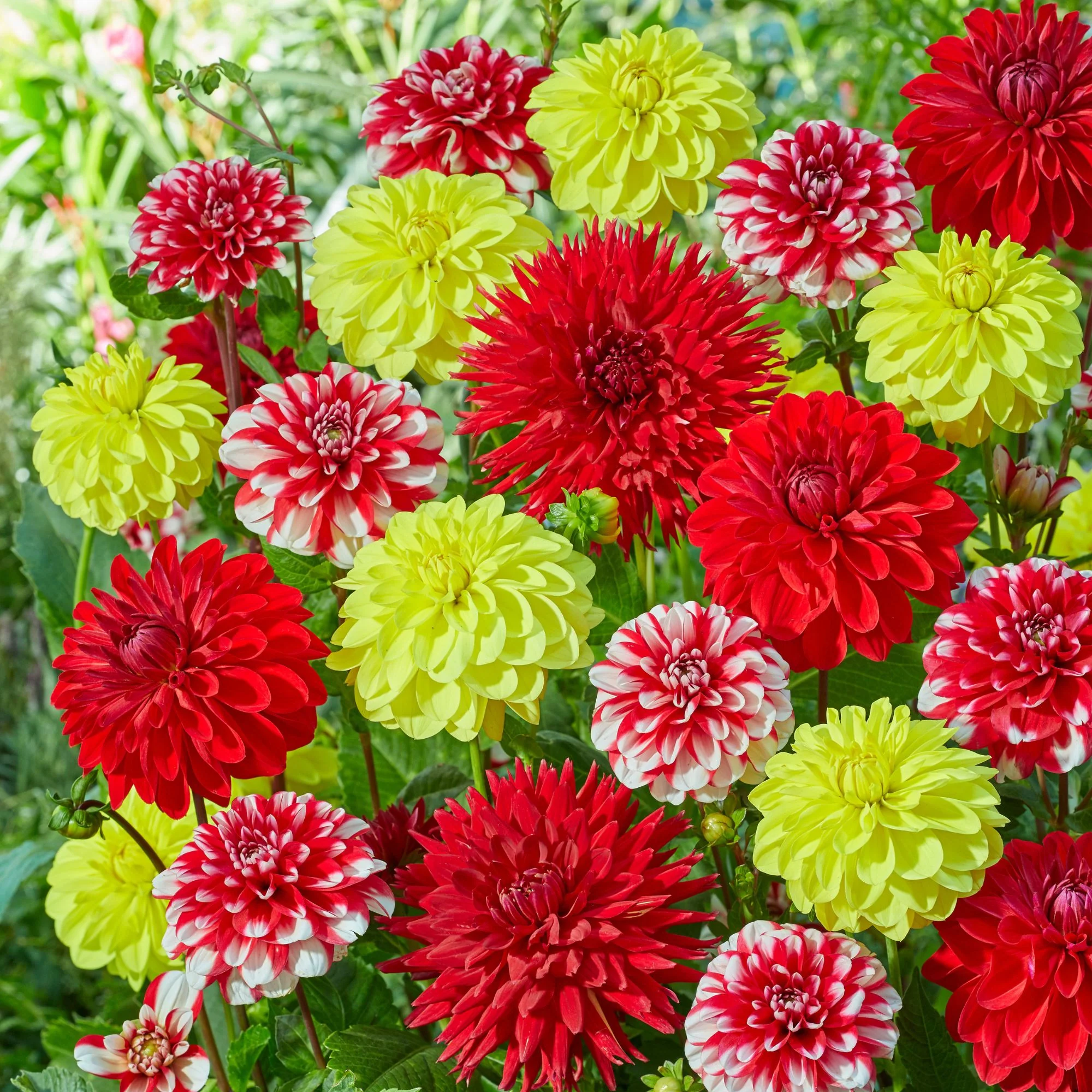 Dahlien-Mix "Rote-Gelbe Blütenträume", 9 Zwiebeln