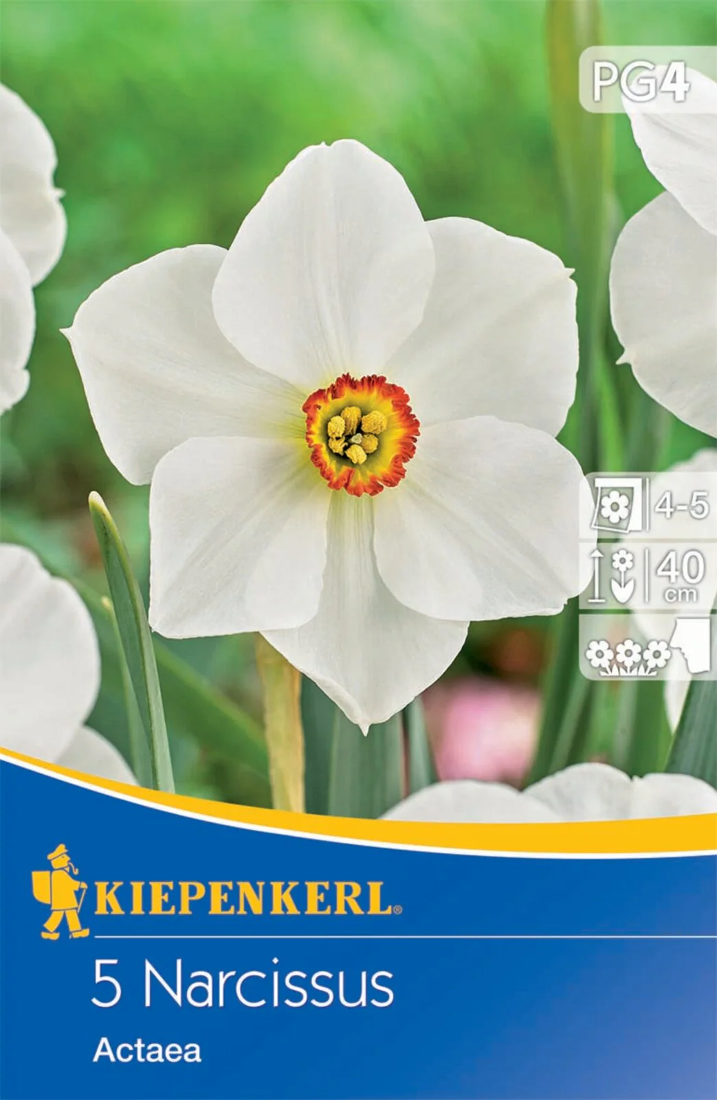 Dichternarzisse 'Actaea', 5 Zwiebeln - Image 2