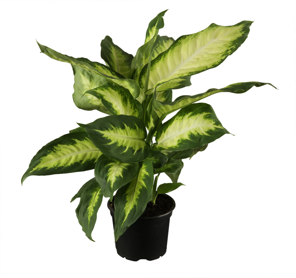Dieffenbachie 'Camilla' - Image 2