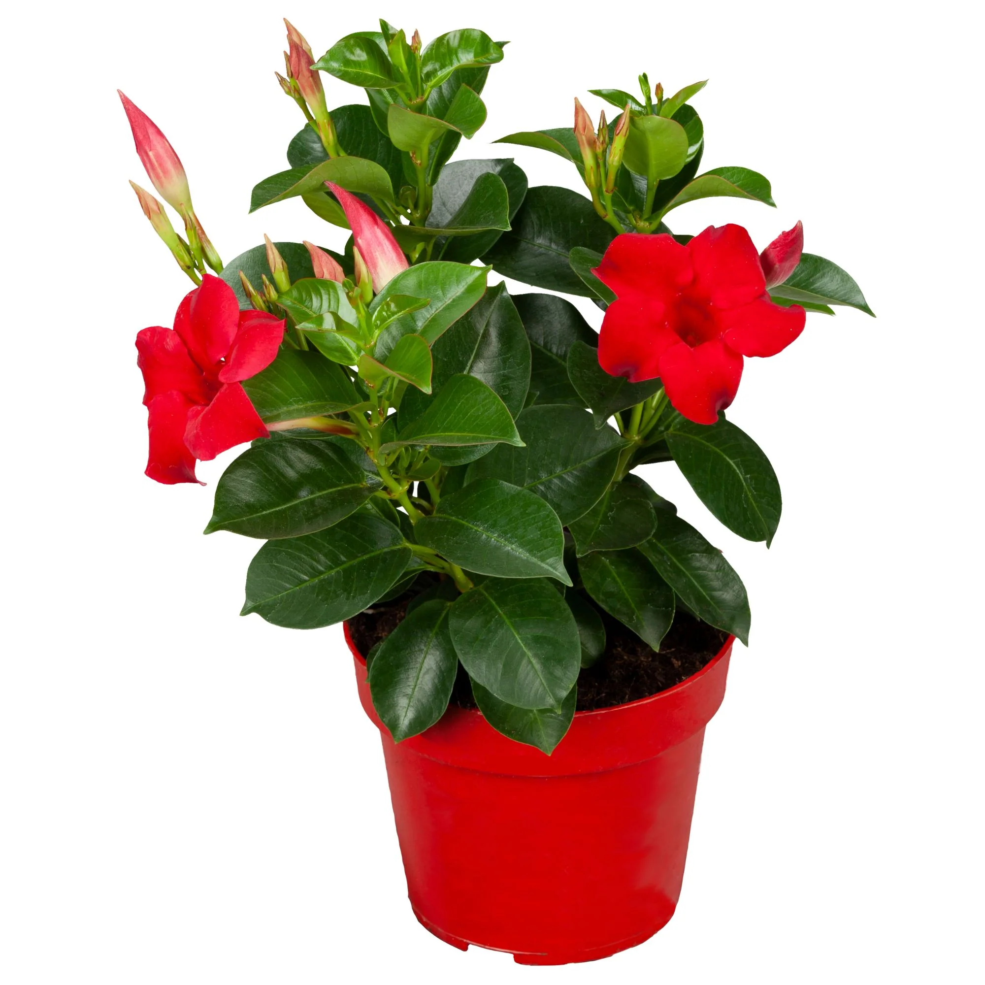 Dipladenia 'Sundaville®' Busch - Image 7