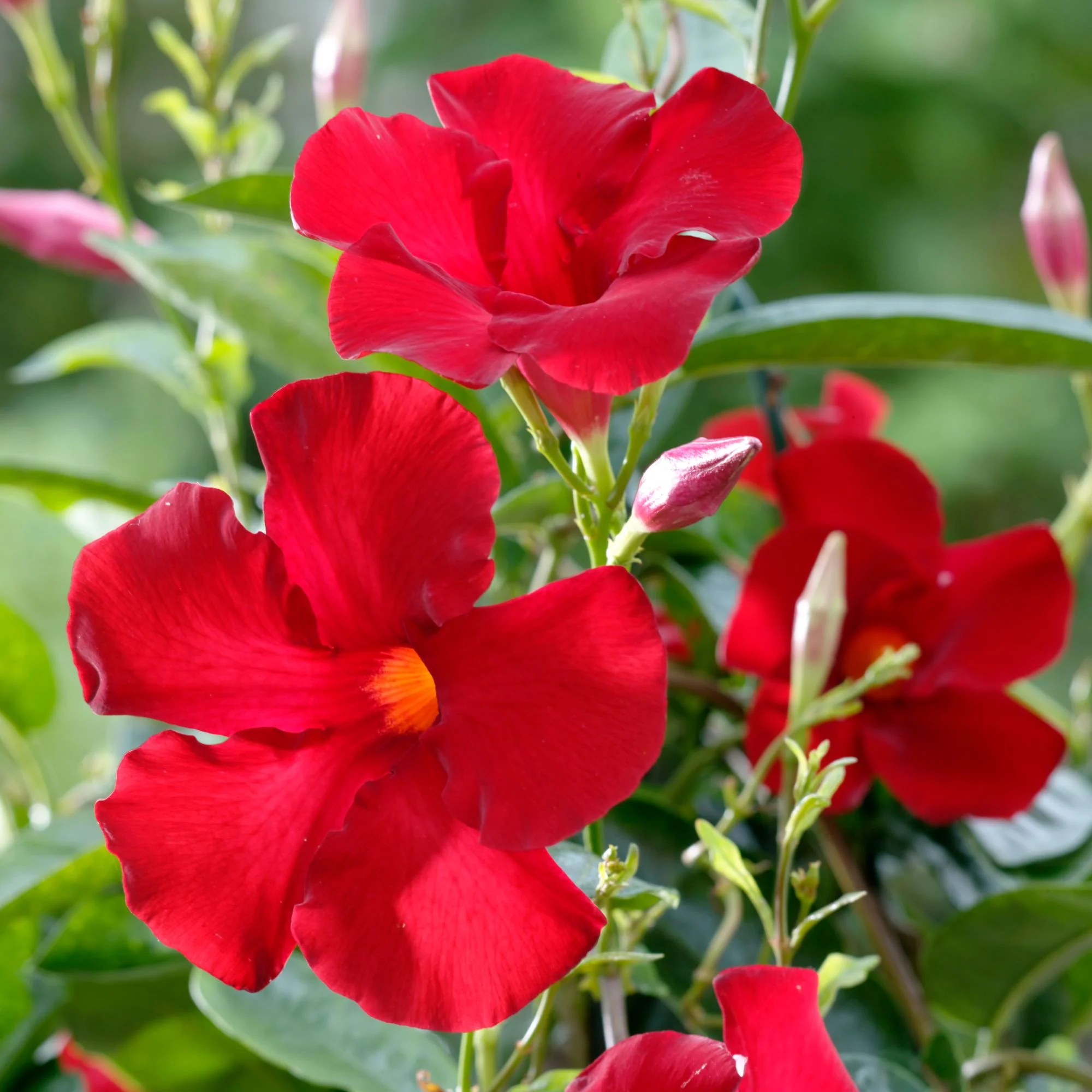 Dipladenia 'Sundaville®' Pyramide - Image 5
