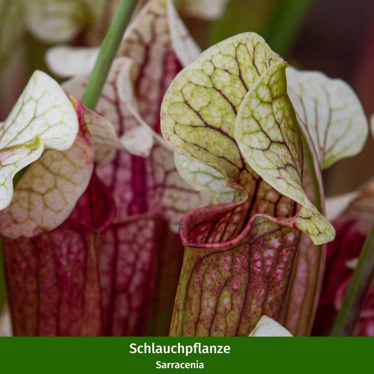 DIY Zimmerpflanzen-Set "Exotische Fänger" - Image 3