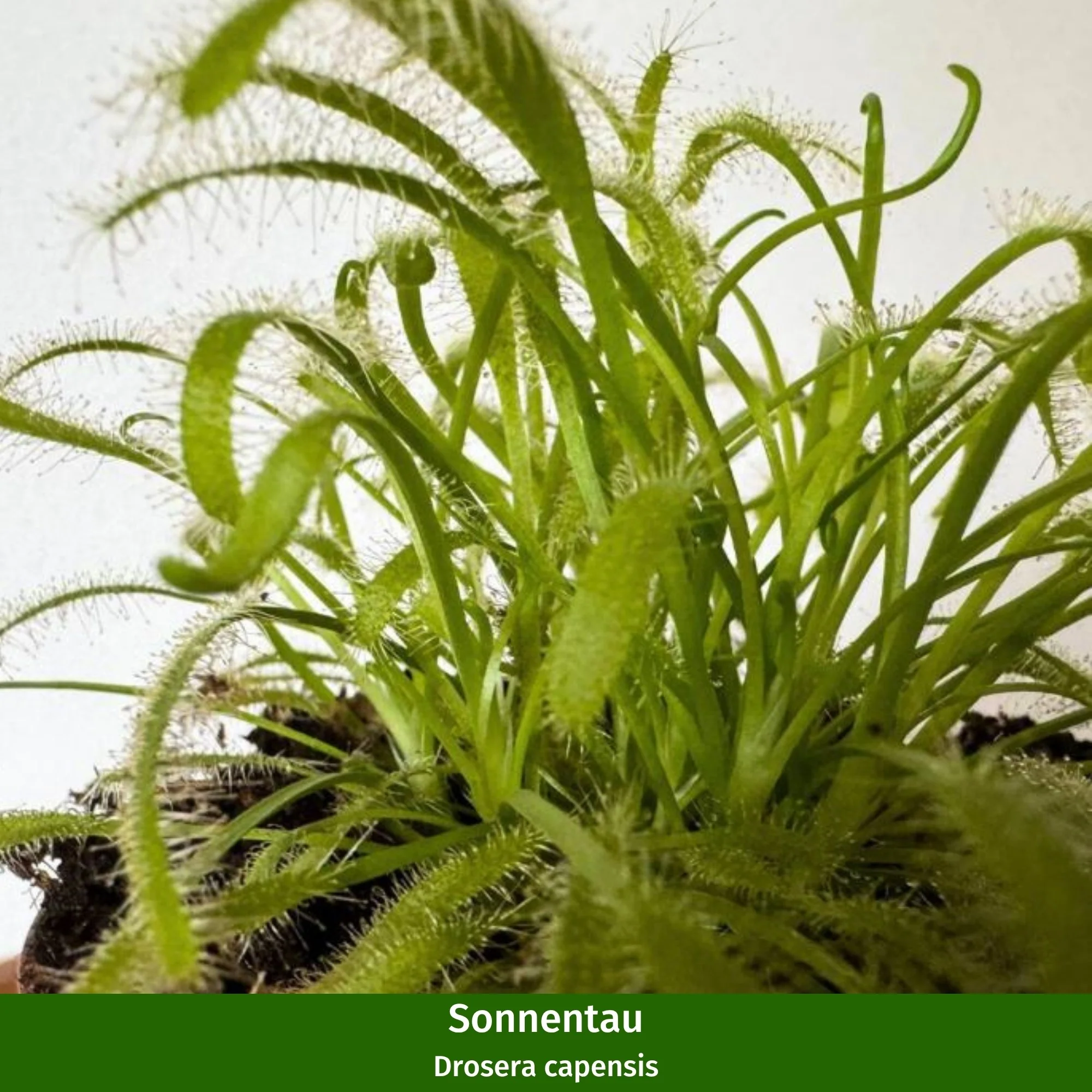 DIY Zimmerpflanzen-Set "Exotische Fänger" - Image 5