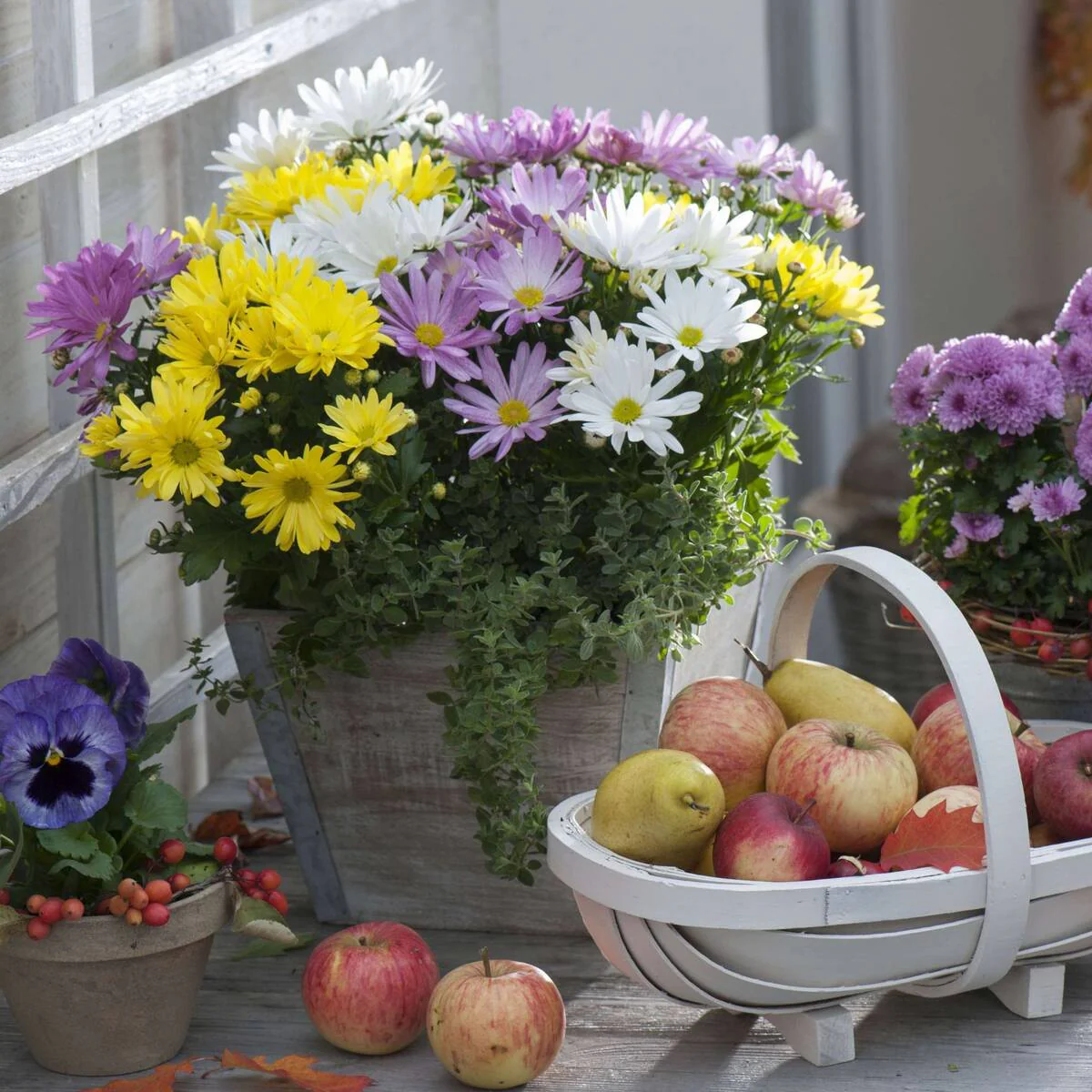 Dreifarbige Herbst-Chrysantheme