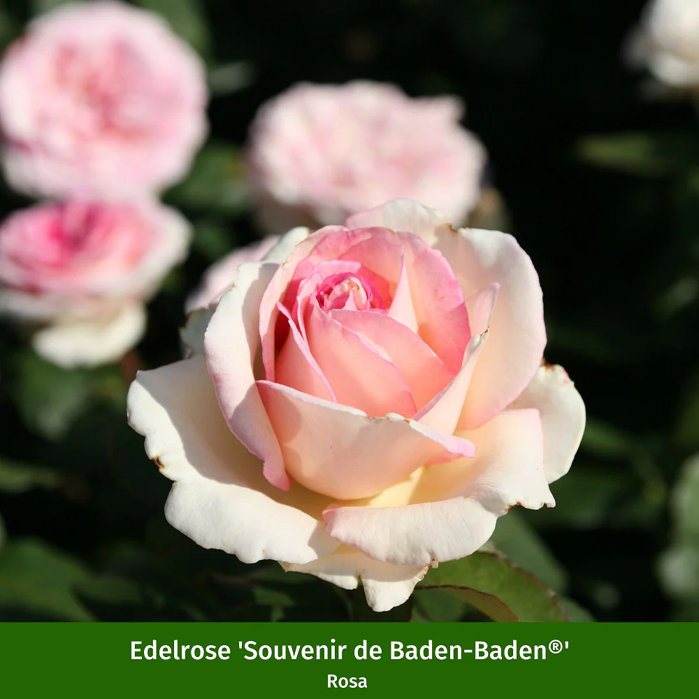 Duftendes Rosen- & Lavendelbeet - Image 3