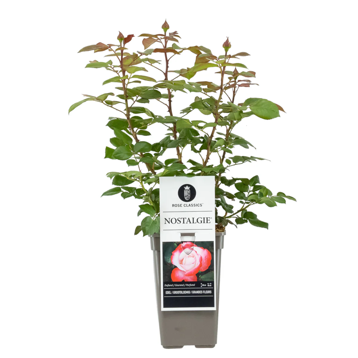 Duftendes Rosen- & Lavendelbeet - Image 5