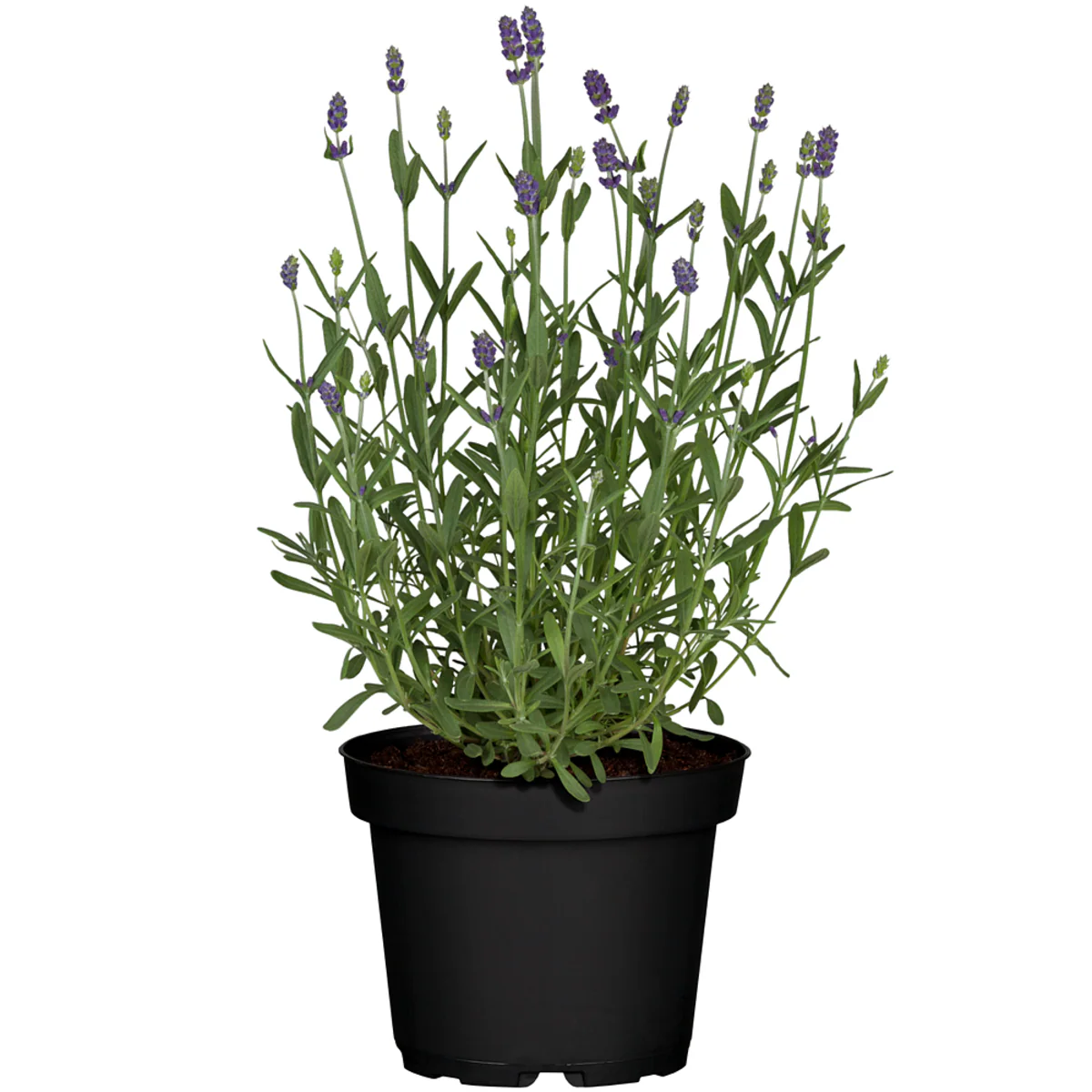 Duftendes Rosen- & Lavendelbeet - Image 7